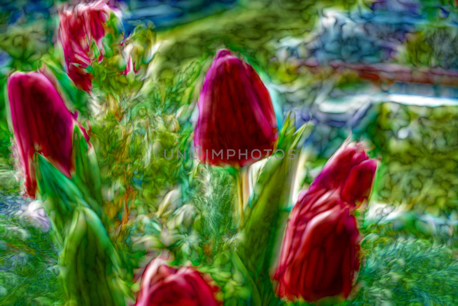 Abstract Tulips