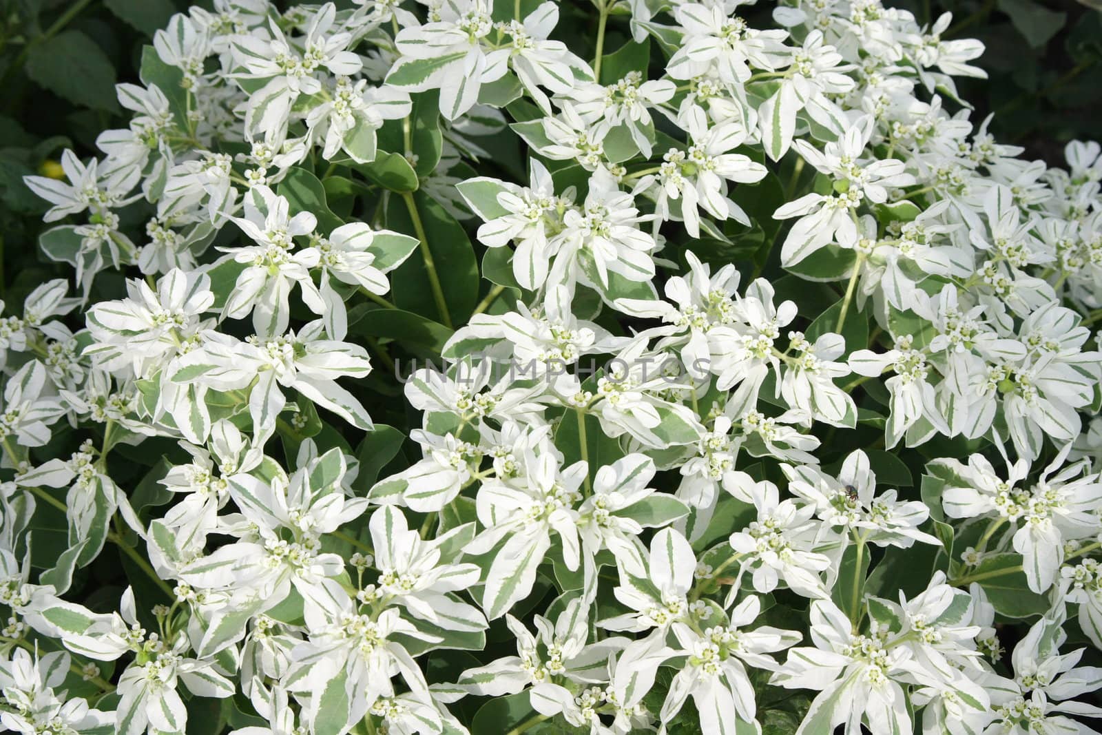 many white flowers on the field