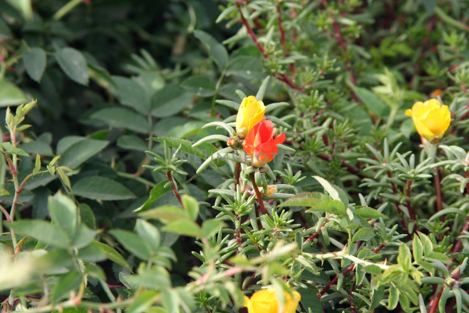 many bright flowers on the field