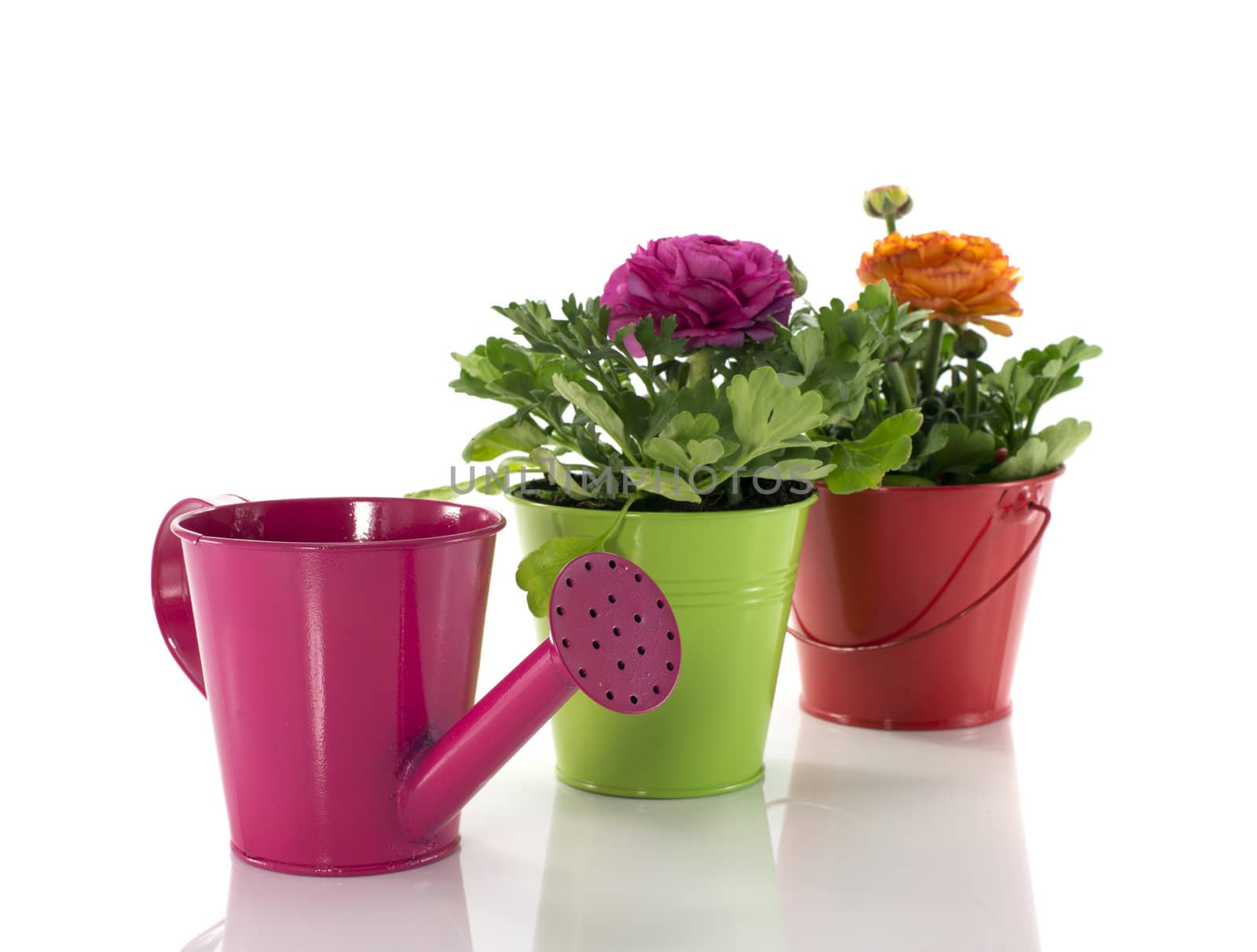 red and green bucket with spring flowers and watering can