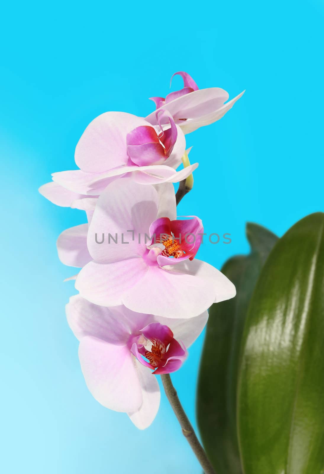 orchid flower by rudchenko