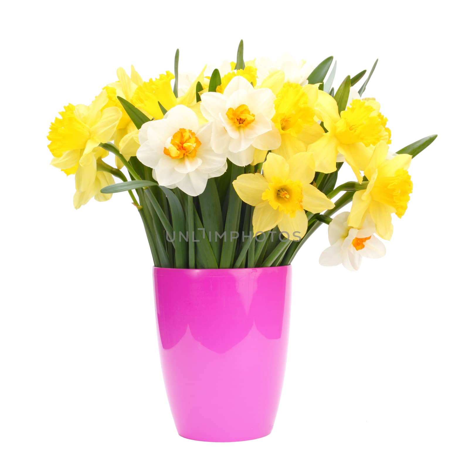 narcissus bouquet in pot by rudchenko