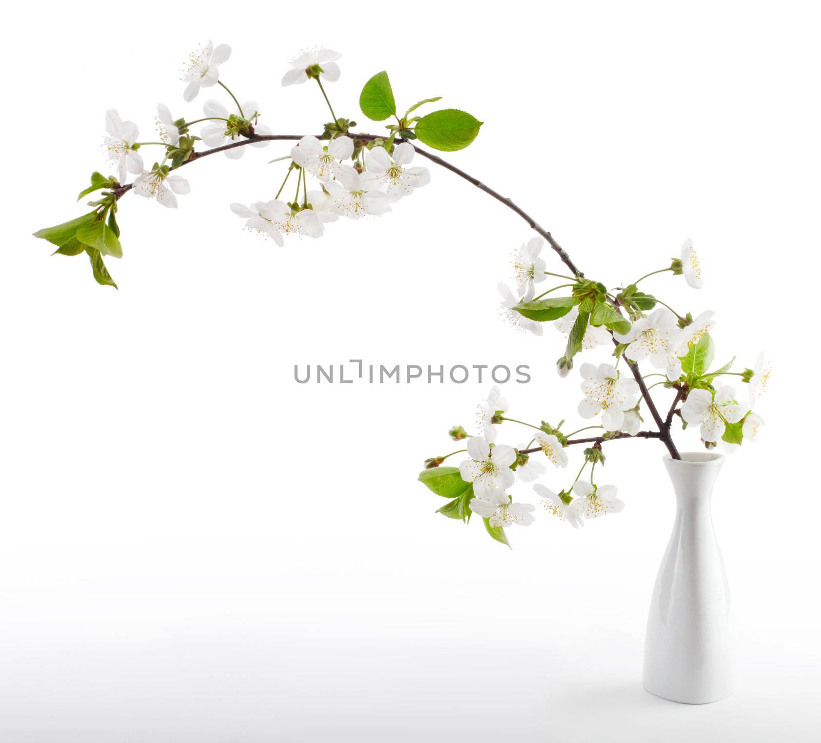 cherry twig in bloom in vase