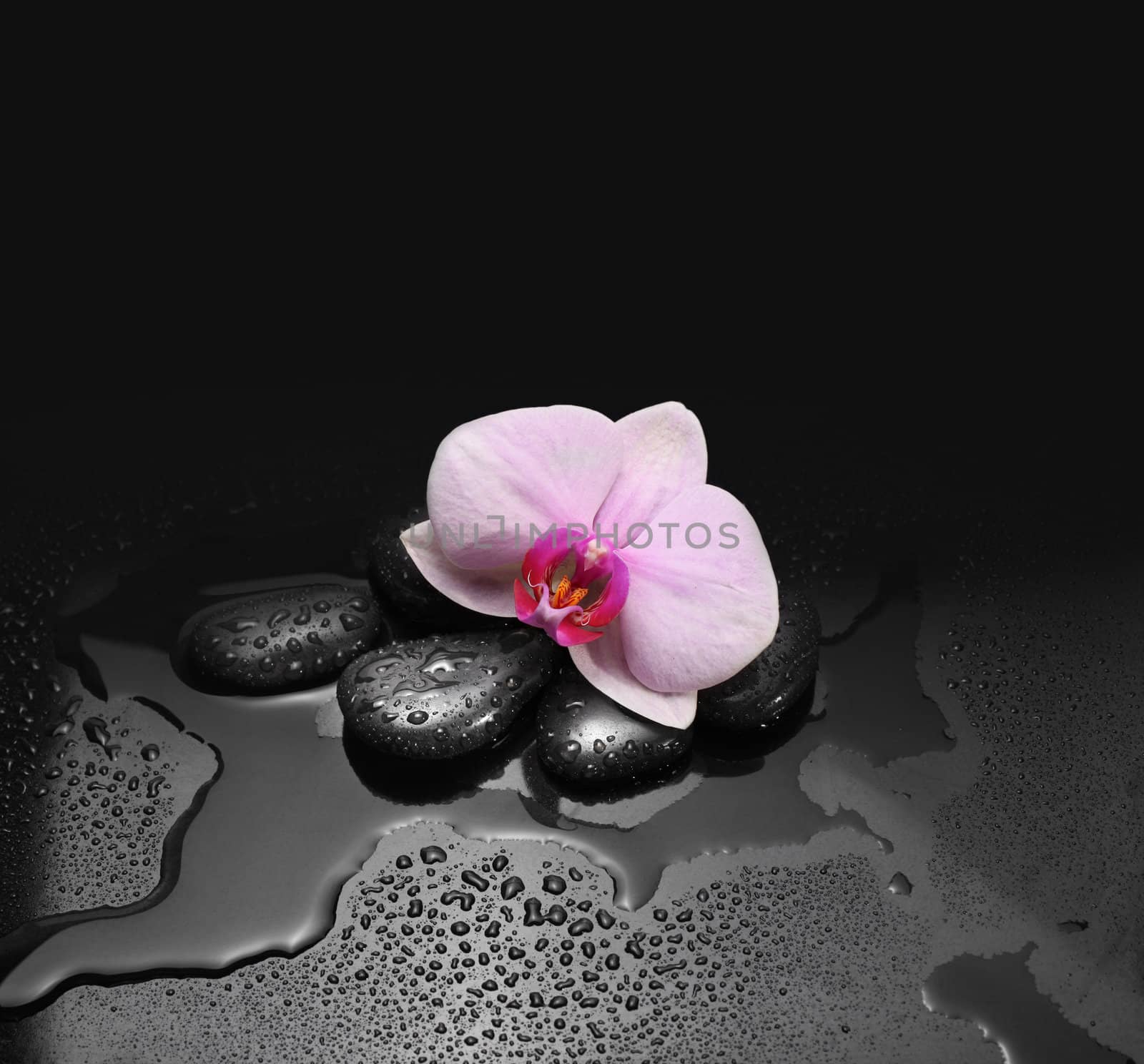 black stones and orchid with water drops by rudchenko