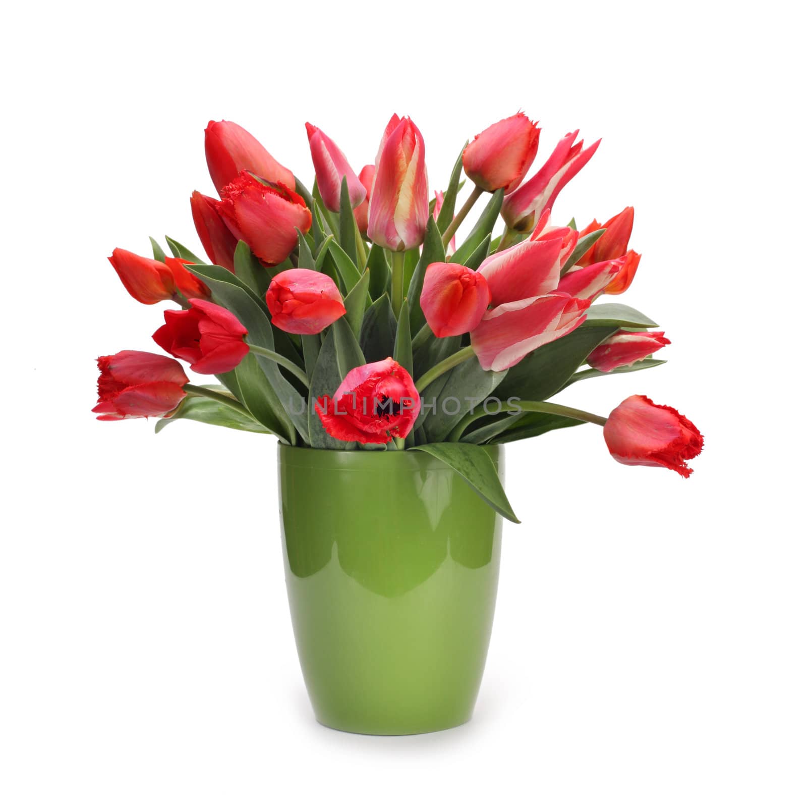 bouquet of tulip flowers