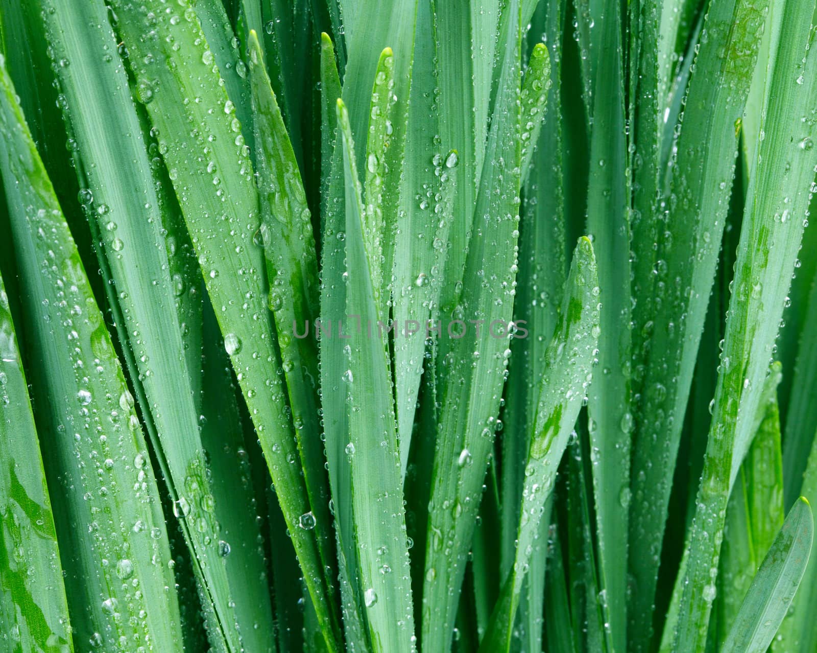 closeup green grass with water drops by rudchenko