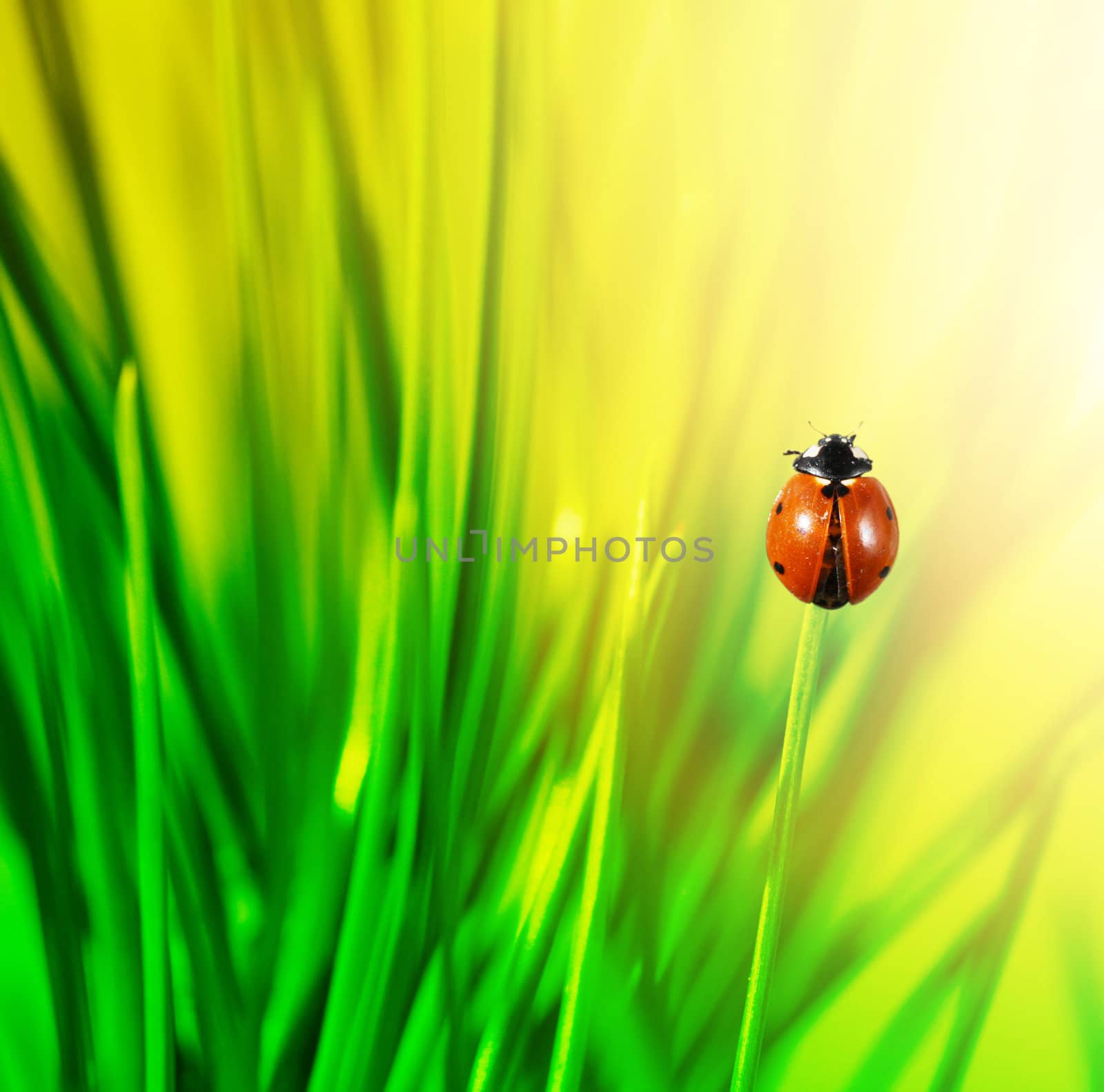 ladybug in green grass by rudchenko