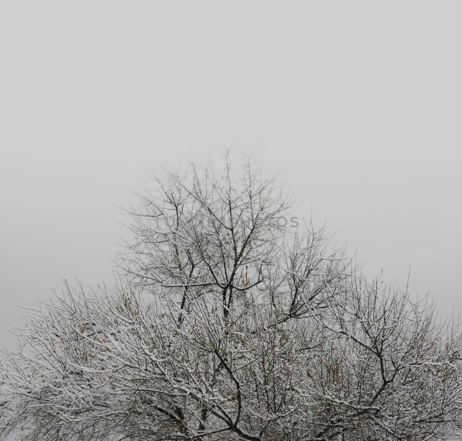 winter tree in snow by rudchenko