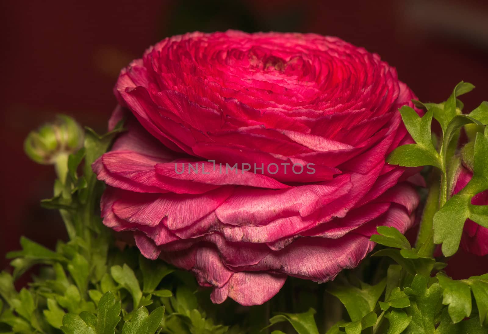 Ranunculus