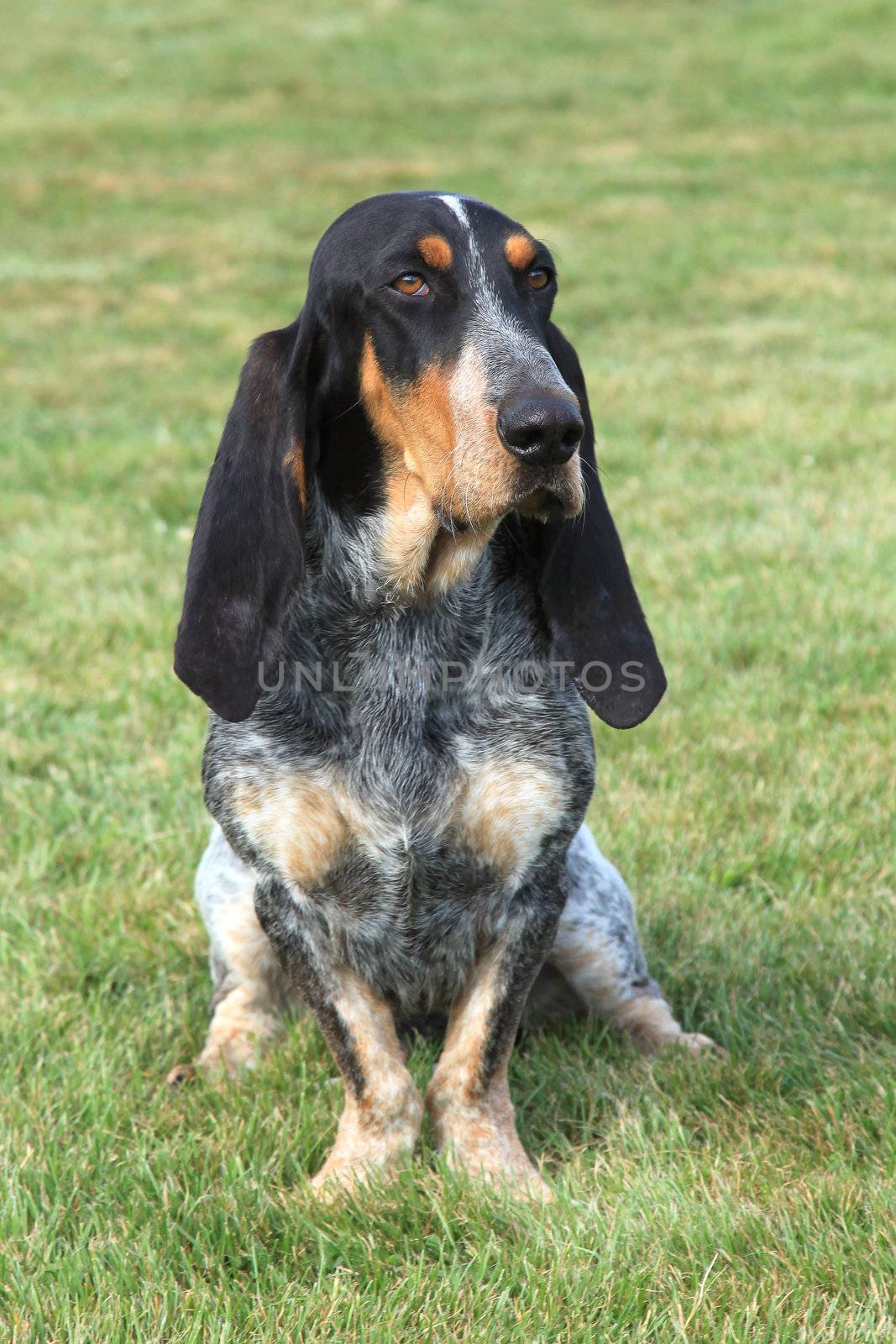 The portrait of Blue Gascony Basset in the autumn garden