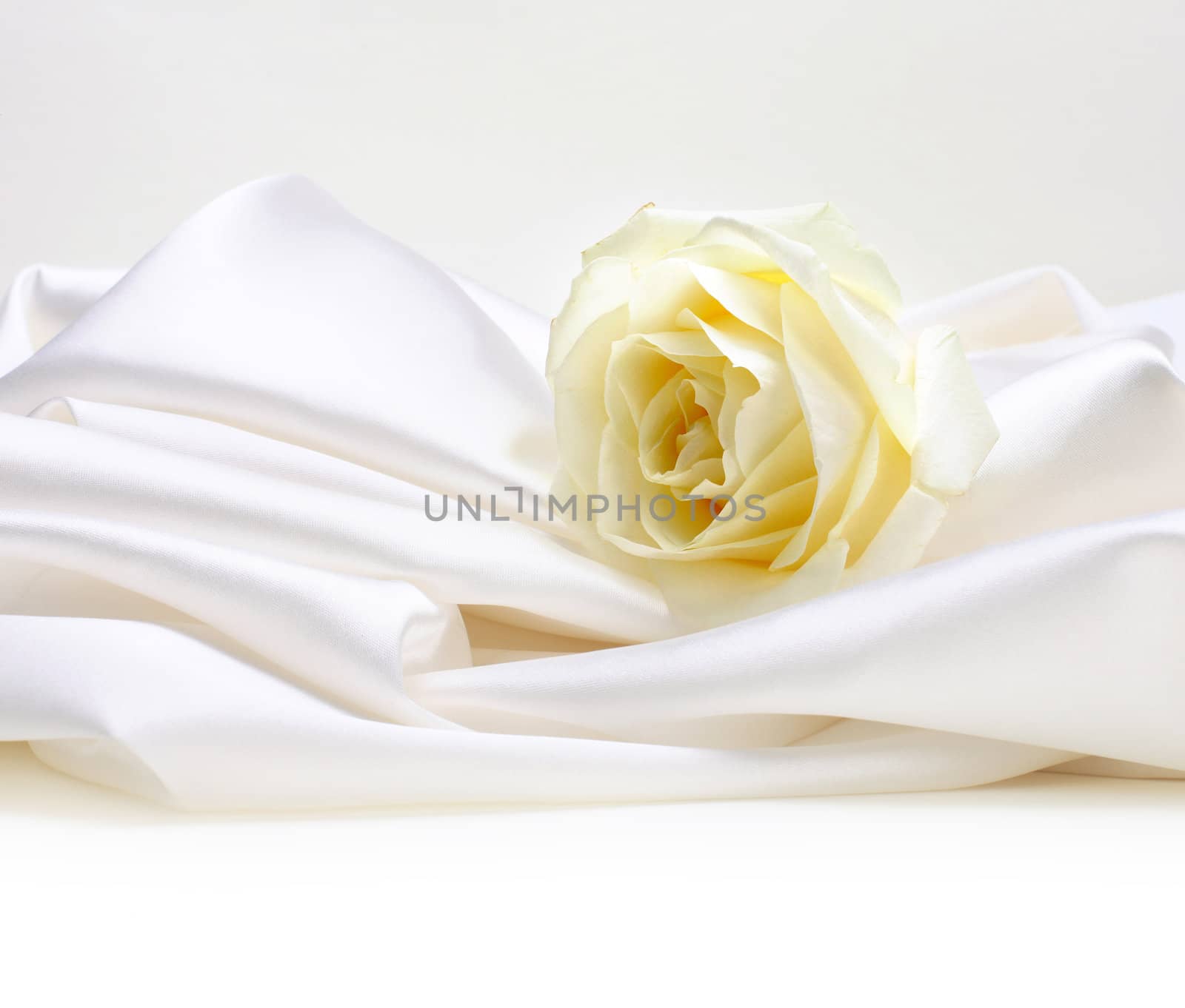rose on white silk background