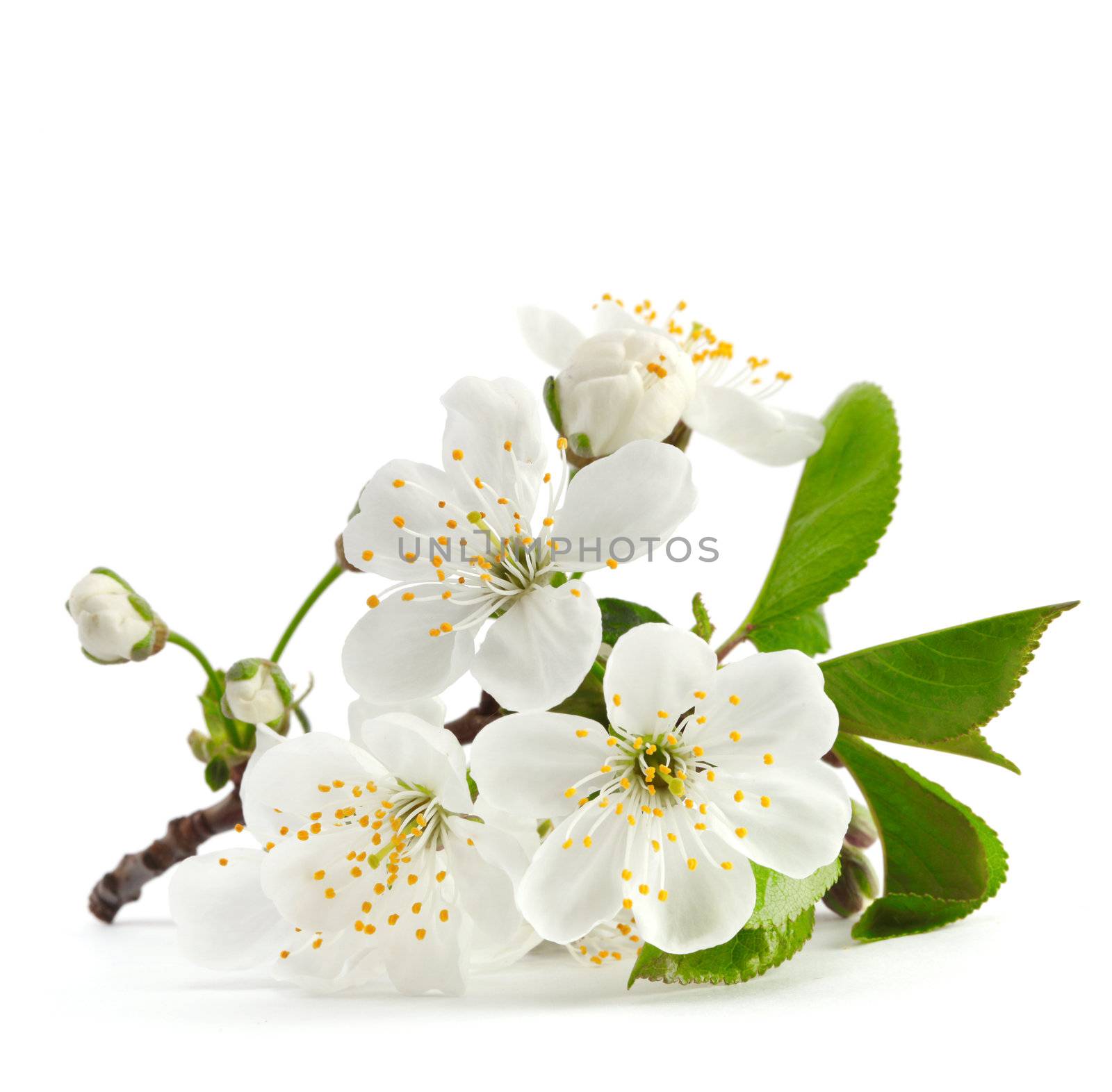 cherry twig in bloom isolated by rudchenko