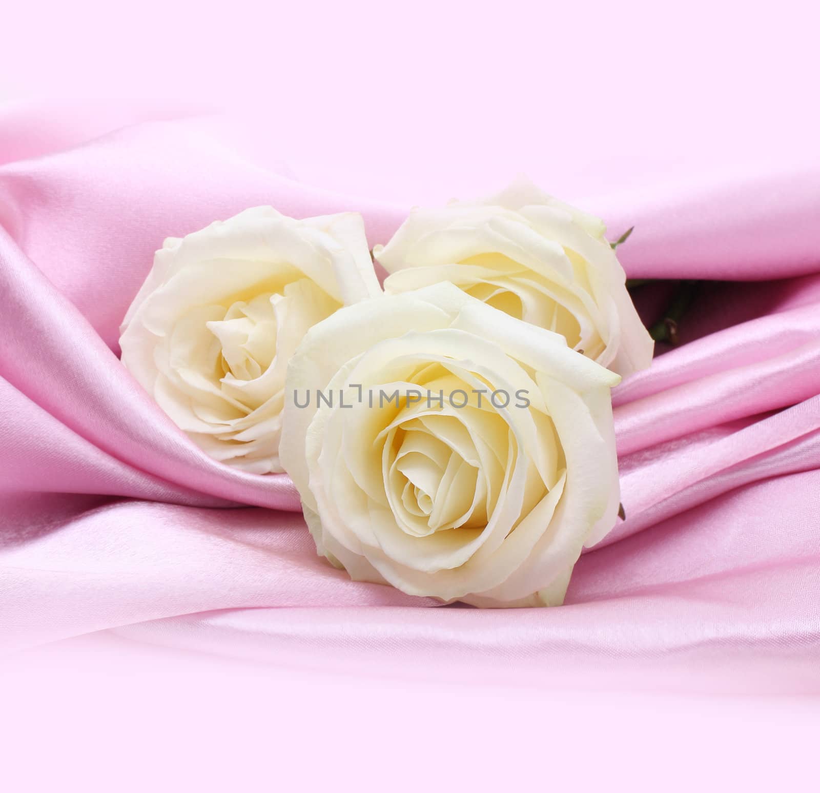 rose on pink silk background by rudchenko