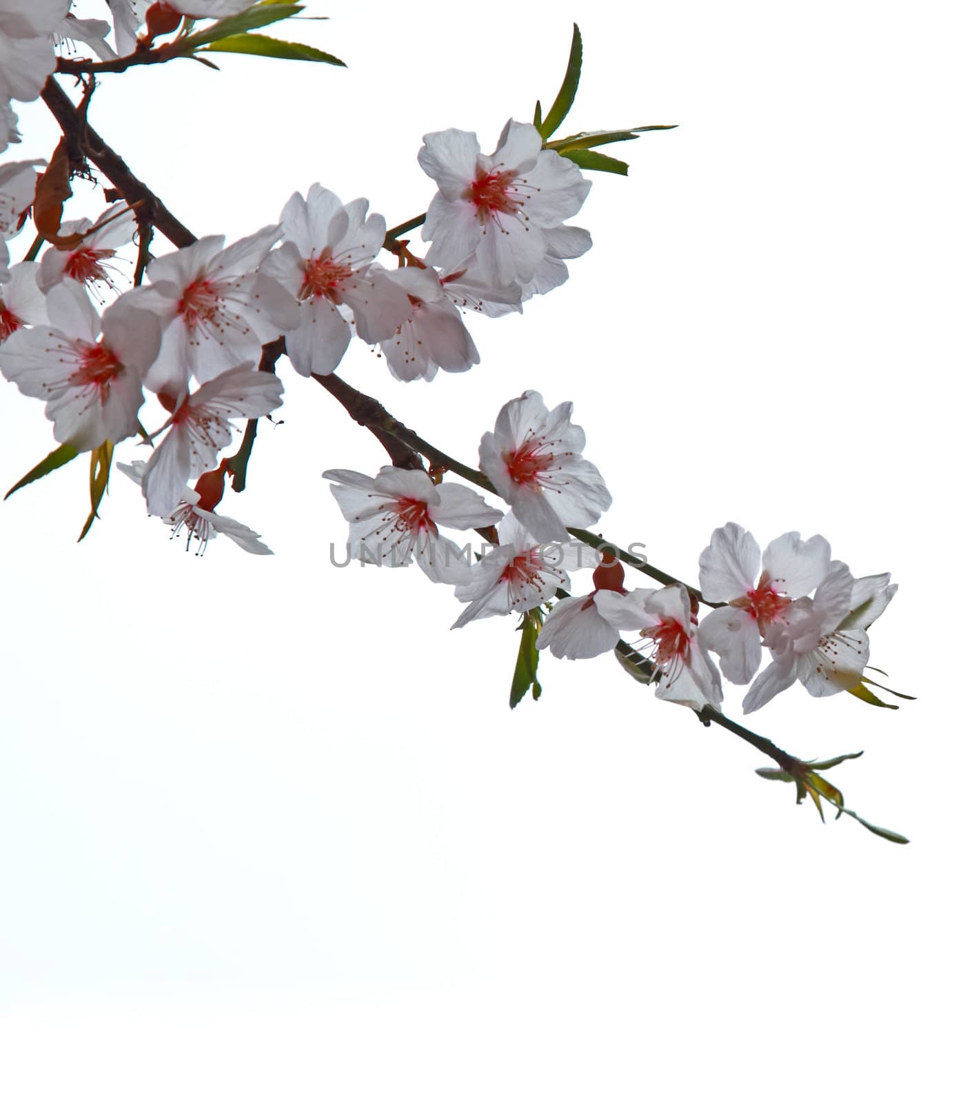 Branch sakura or cherry blossom flower against sky