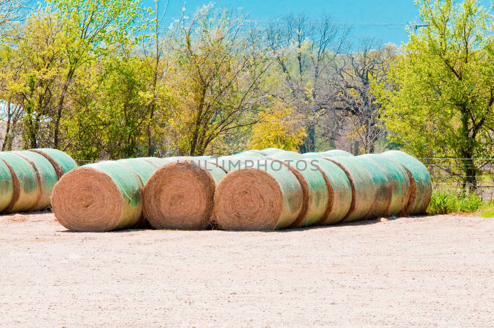 Harvested Rolls of Straw (hay bales) on farmland.