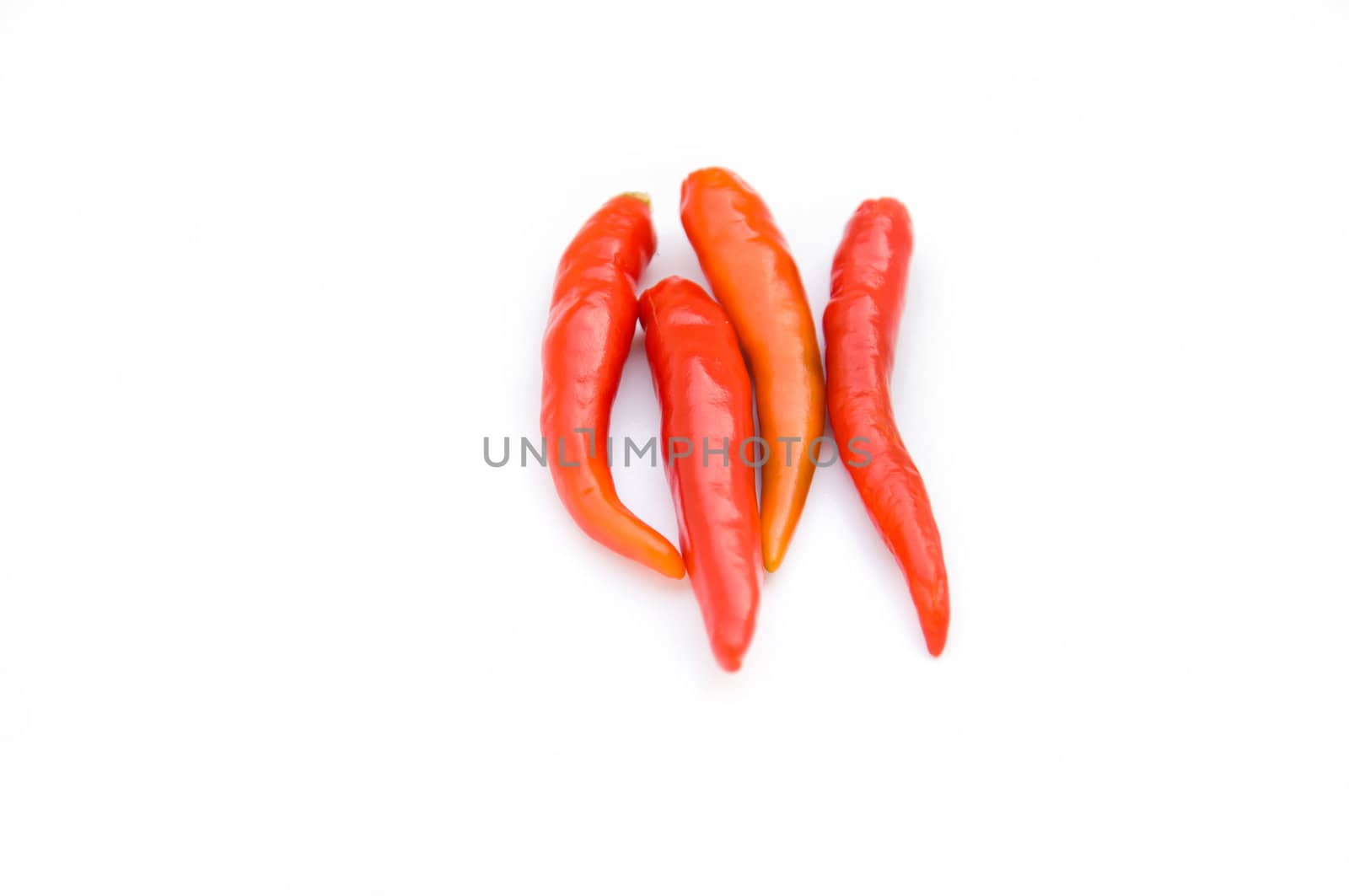 Red  chili on white background