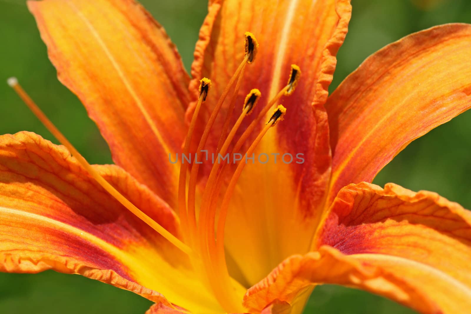 close up of orange lily