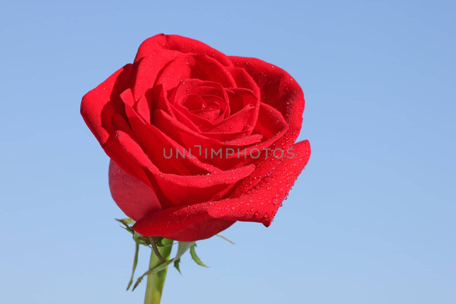 red rose over blue sky
