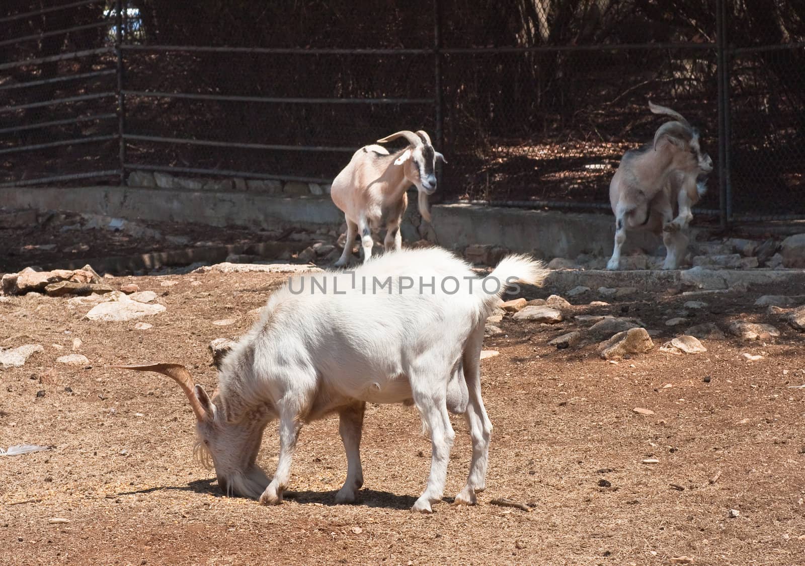 Animals in the Safari Park. Brijuni National Park. Croatia by nikolpetr