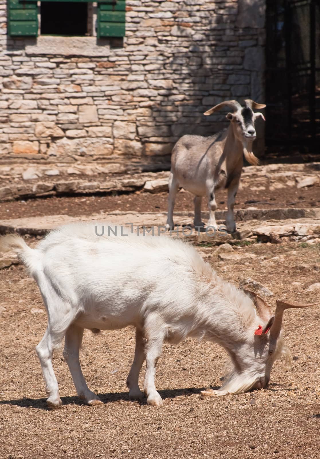 Animals in the Safari Park. Brijuni National Park. Croatia