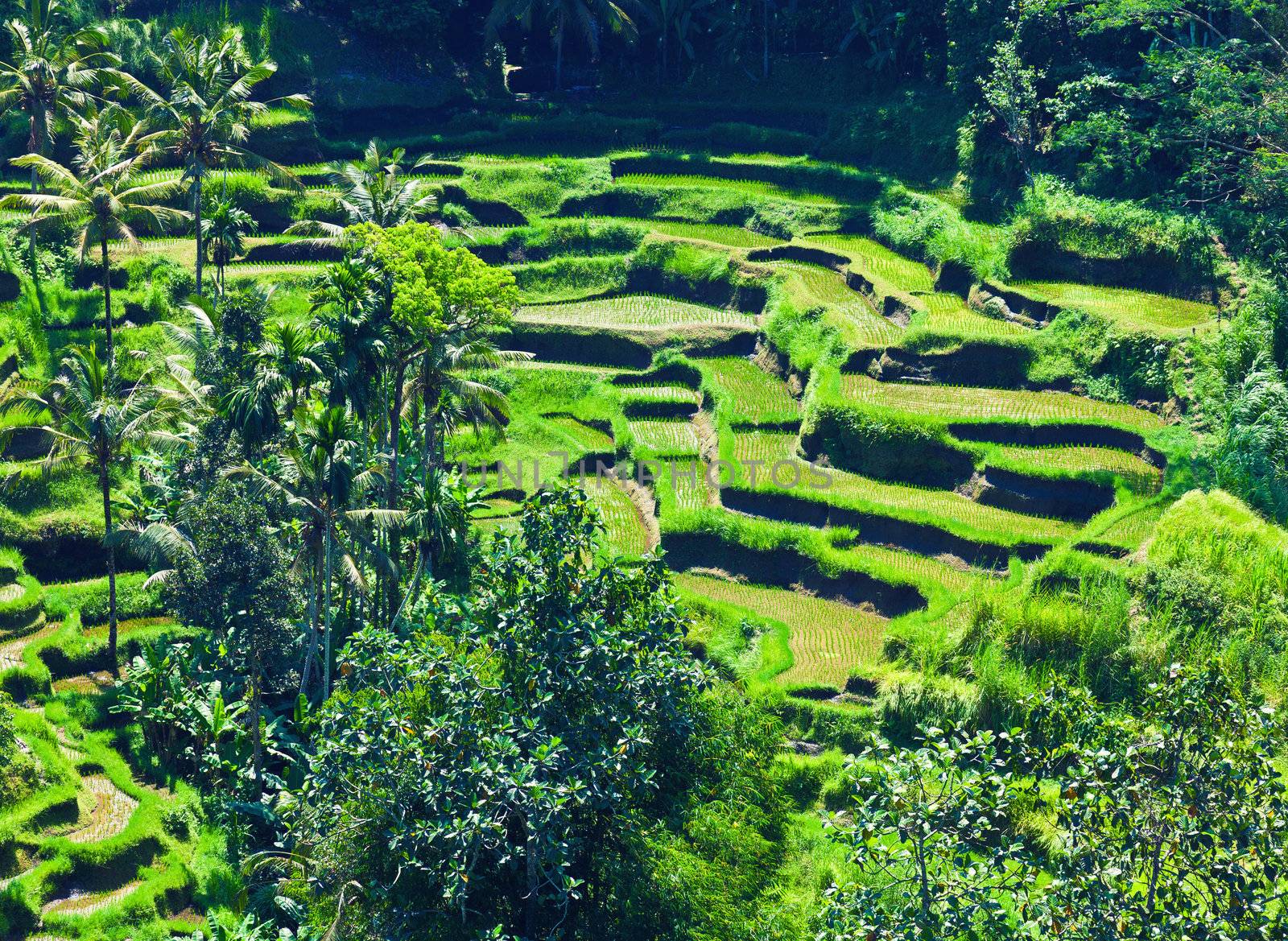 terrace rice fields by vicnt