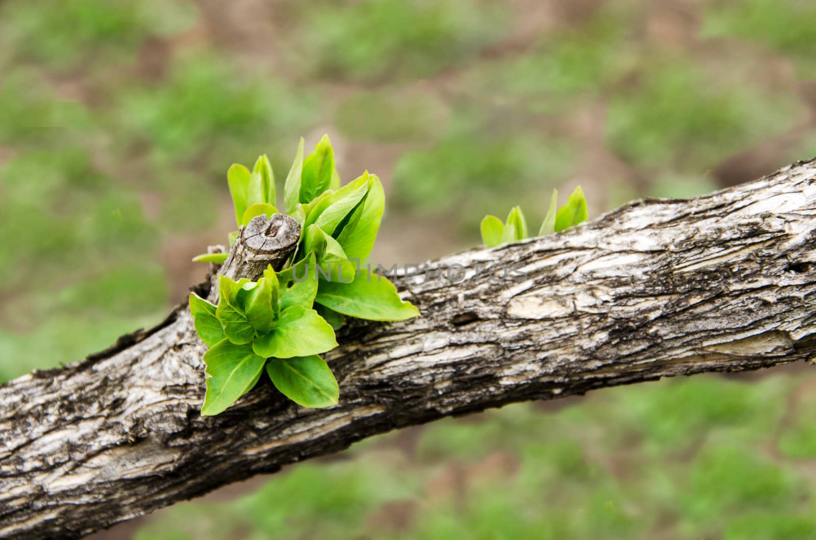 Earliest spring green leaves on an old branch by velislava