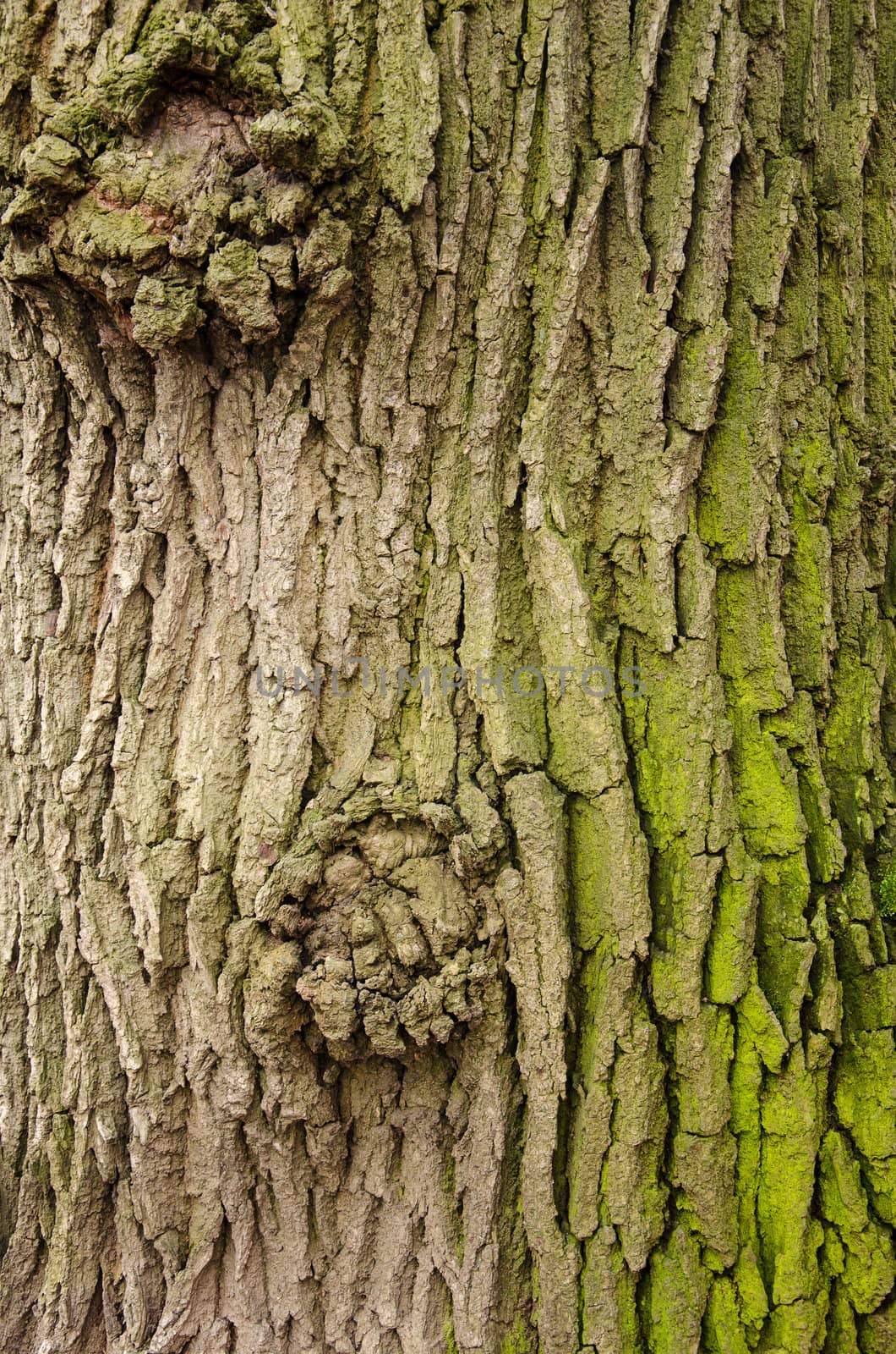 Texture of a tree bark with green moss