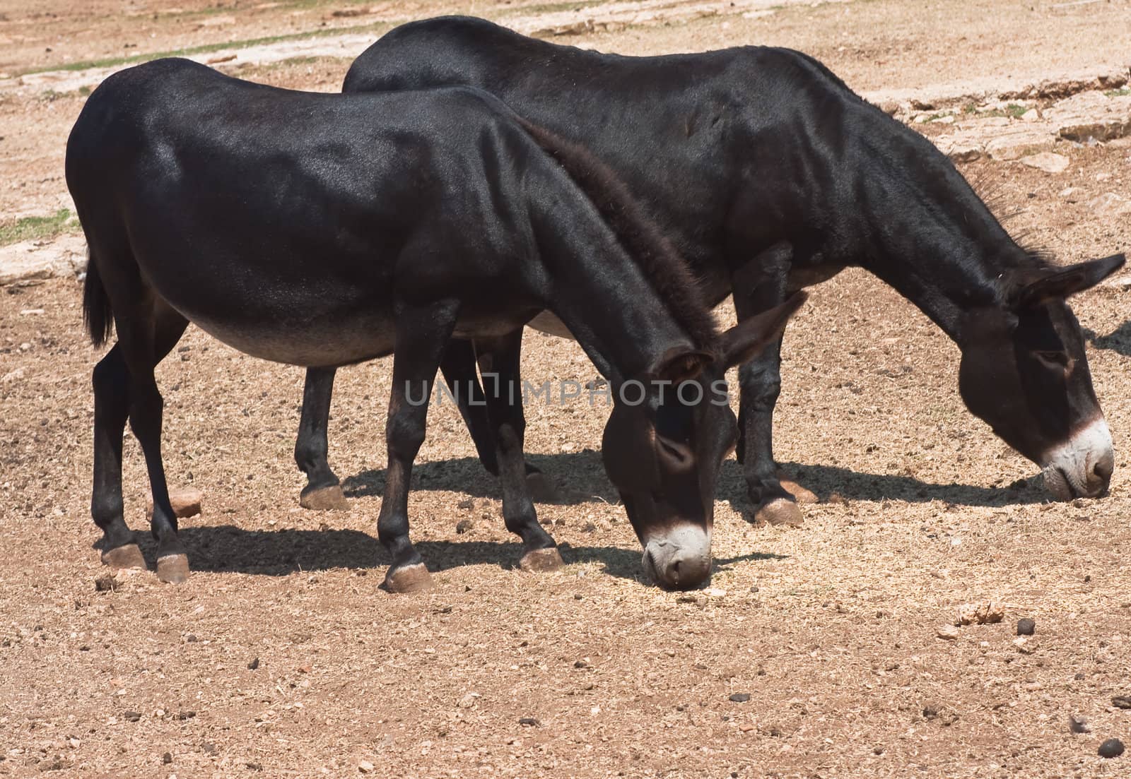 Animals in the Safari Park. Brijuni National Park. Croatia