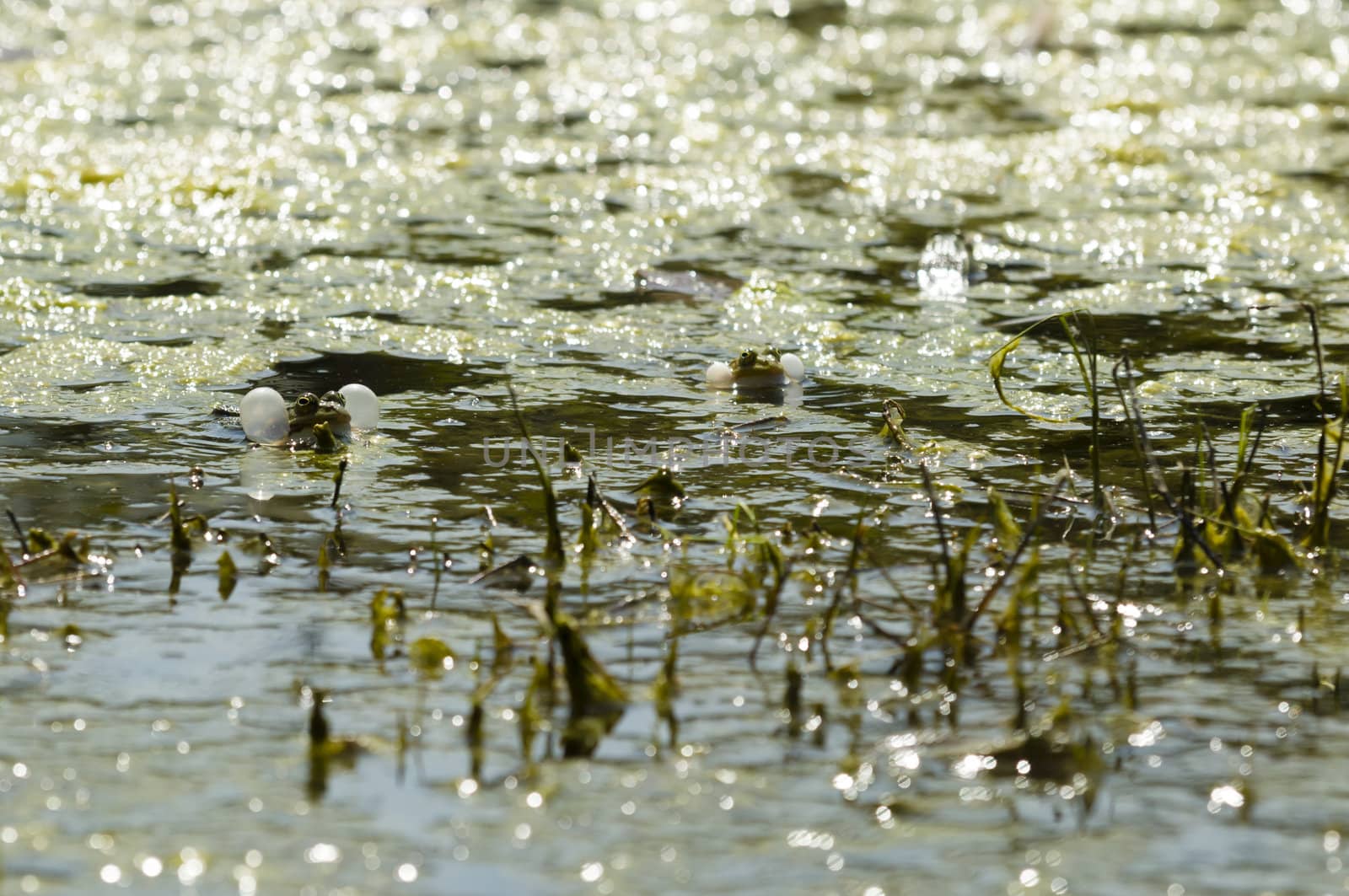 Male green frog, Rana, croaking in a pond under the midday sun