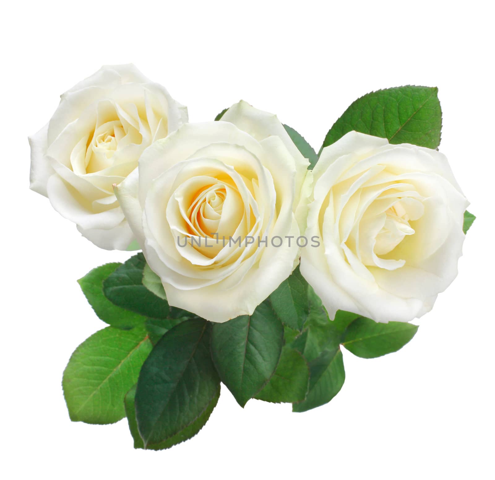 three white roses isolated on white by rudchenko