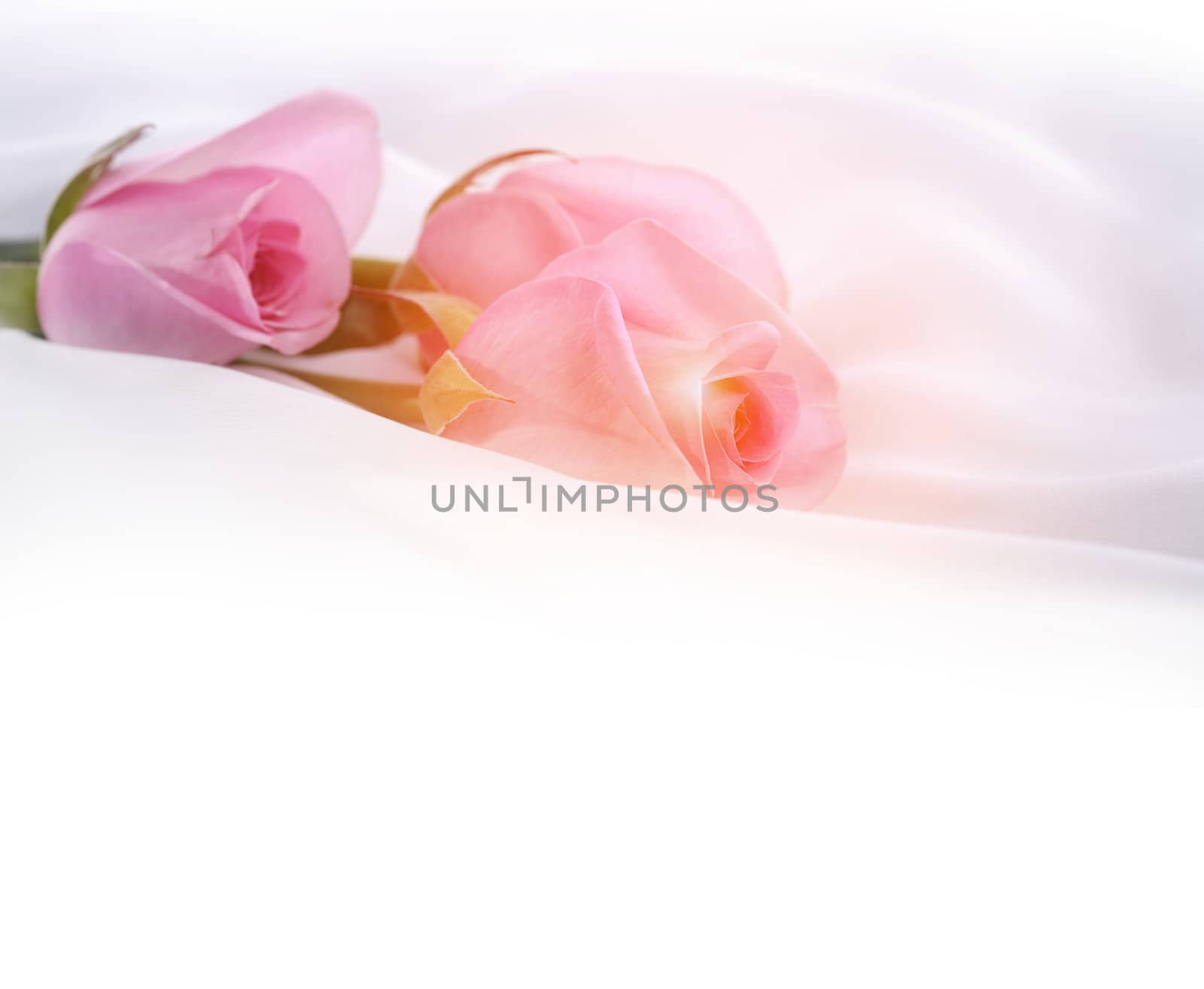 pink roses on a white silk by rudchenko