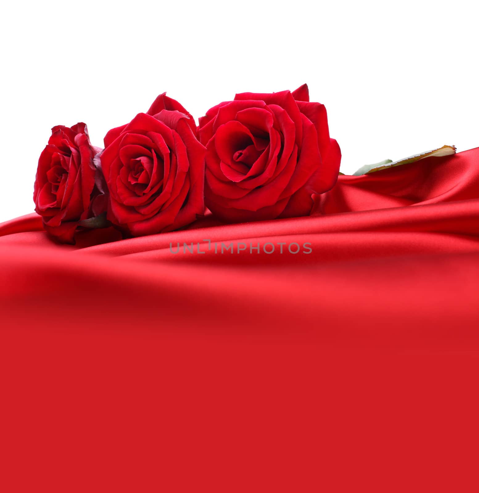 roses on red silk by rudchenko