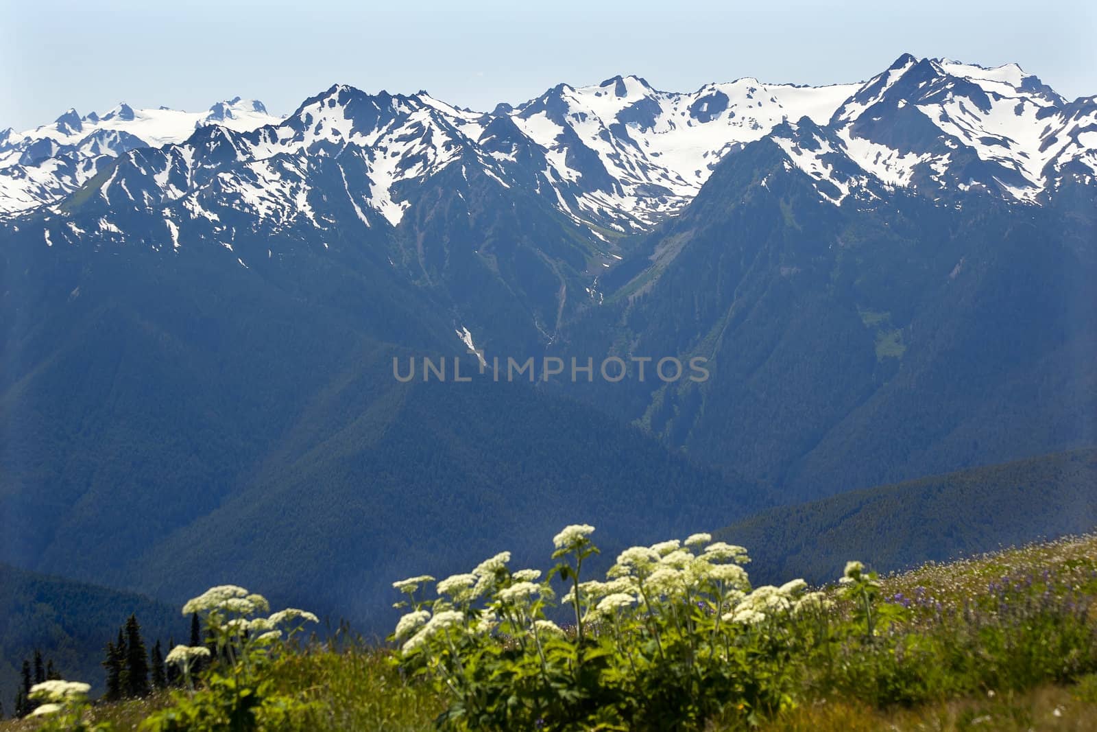 Snow Mountains Hurricane Ridge Olympic National Park Washington State Pacific Northwest Wildflowers Green Valleys Ridge Line
