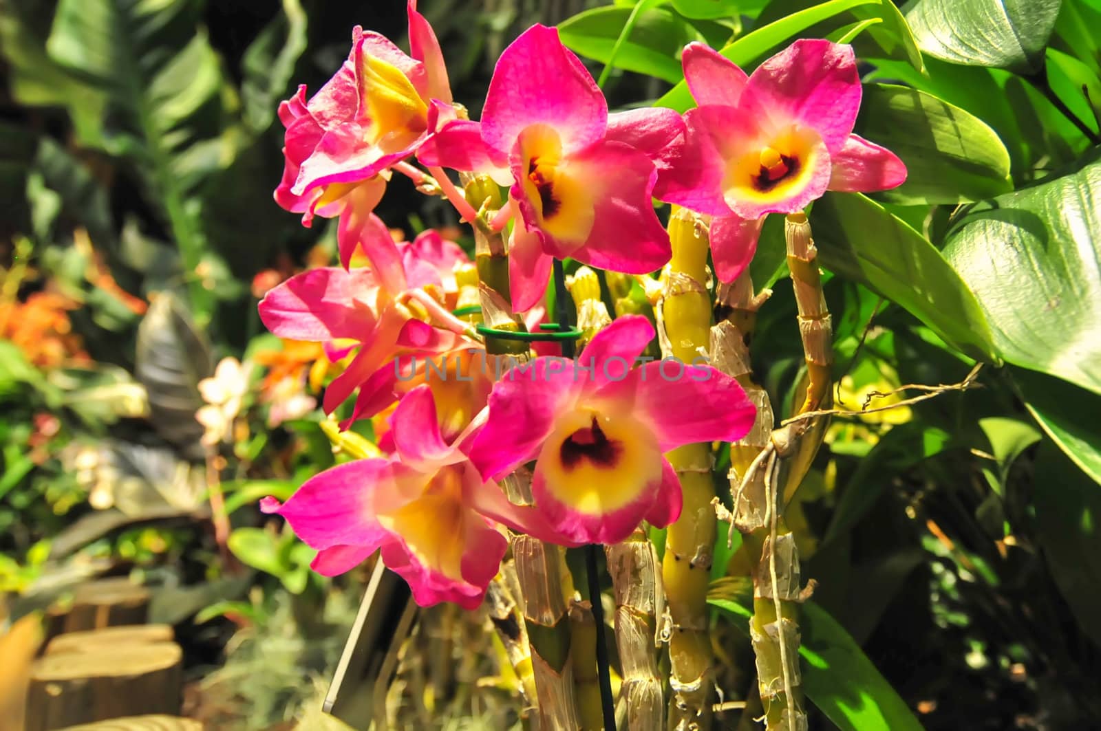 pink orchids blooming in backyard garden