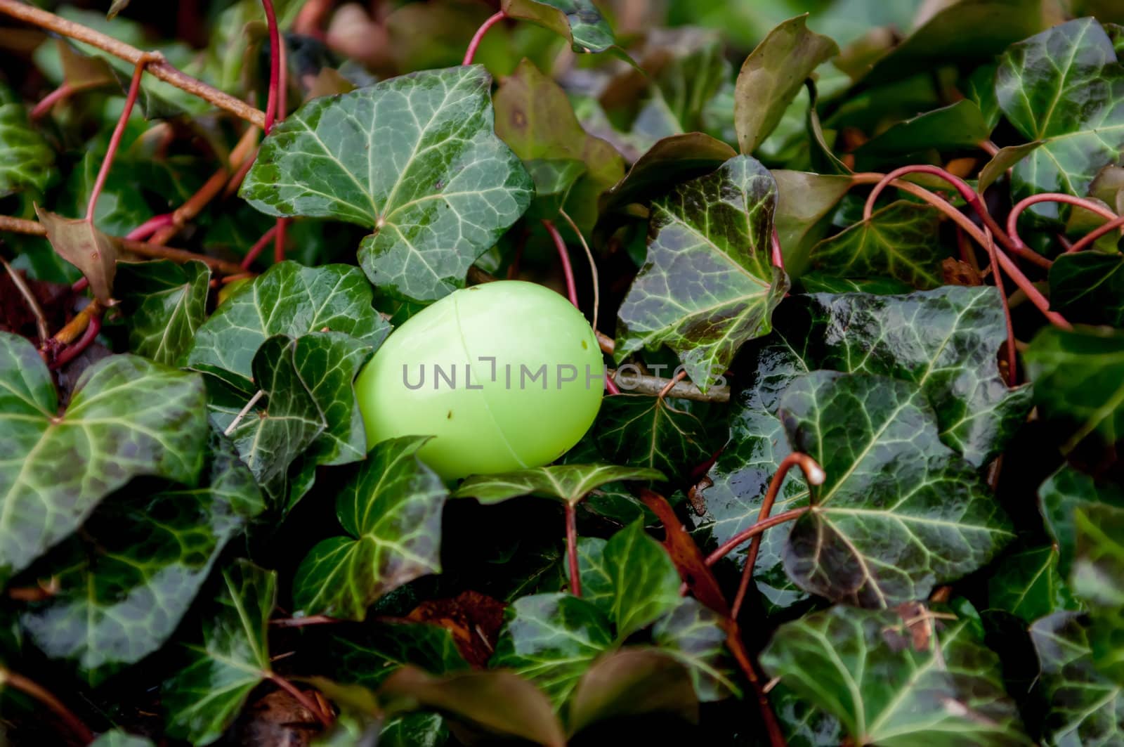 easter eggs hidden in backyard for children to find them