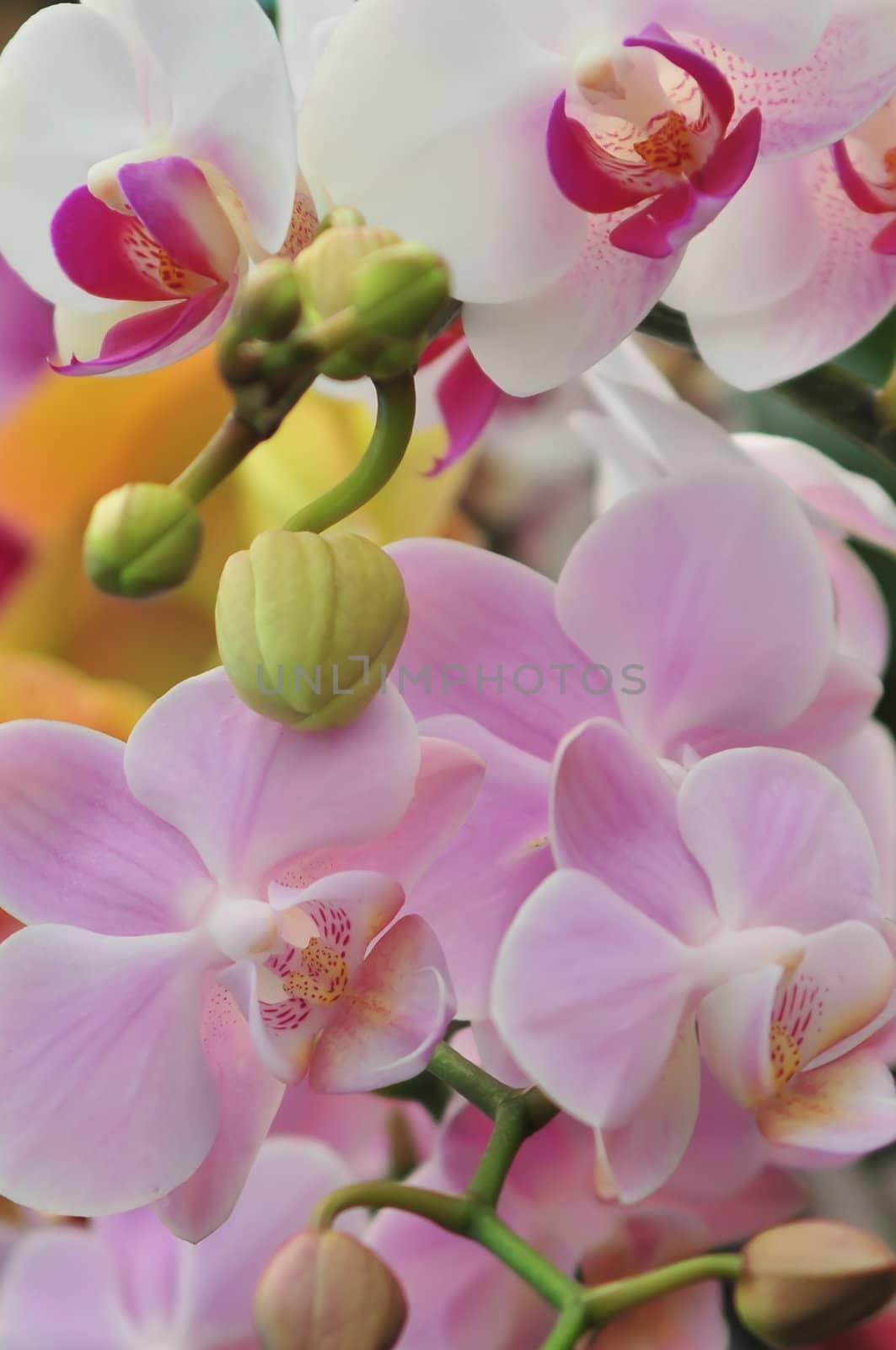 Beautiful white and pink  orchid - phalaenopsis by digidreamgrafix