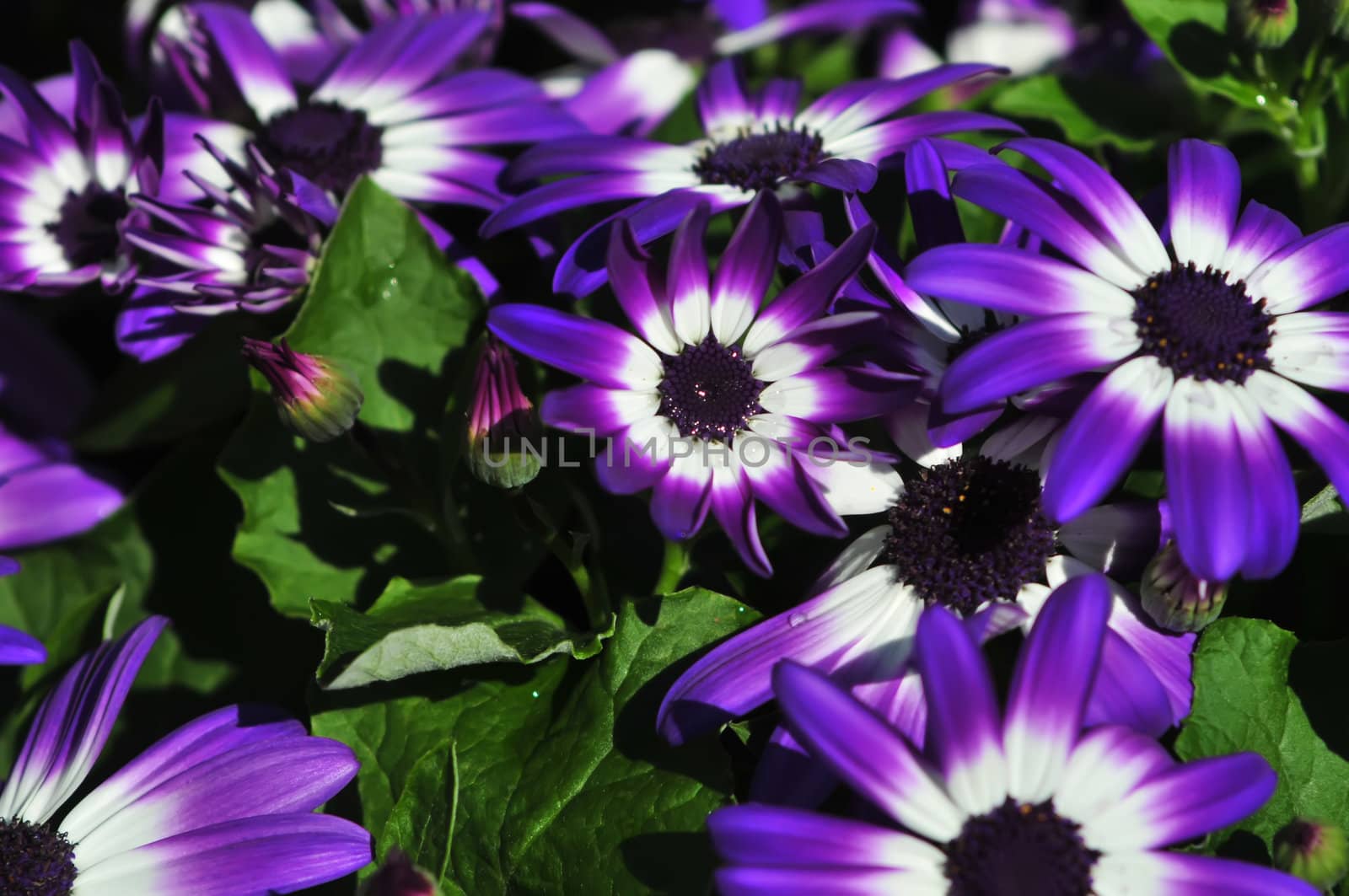 Vibrant bright purple with white daisy flowers by digidreamgrafix