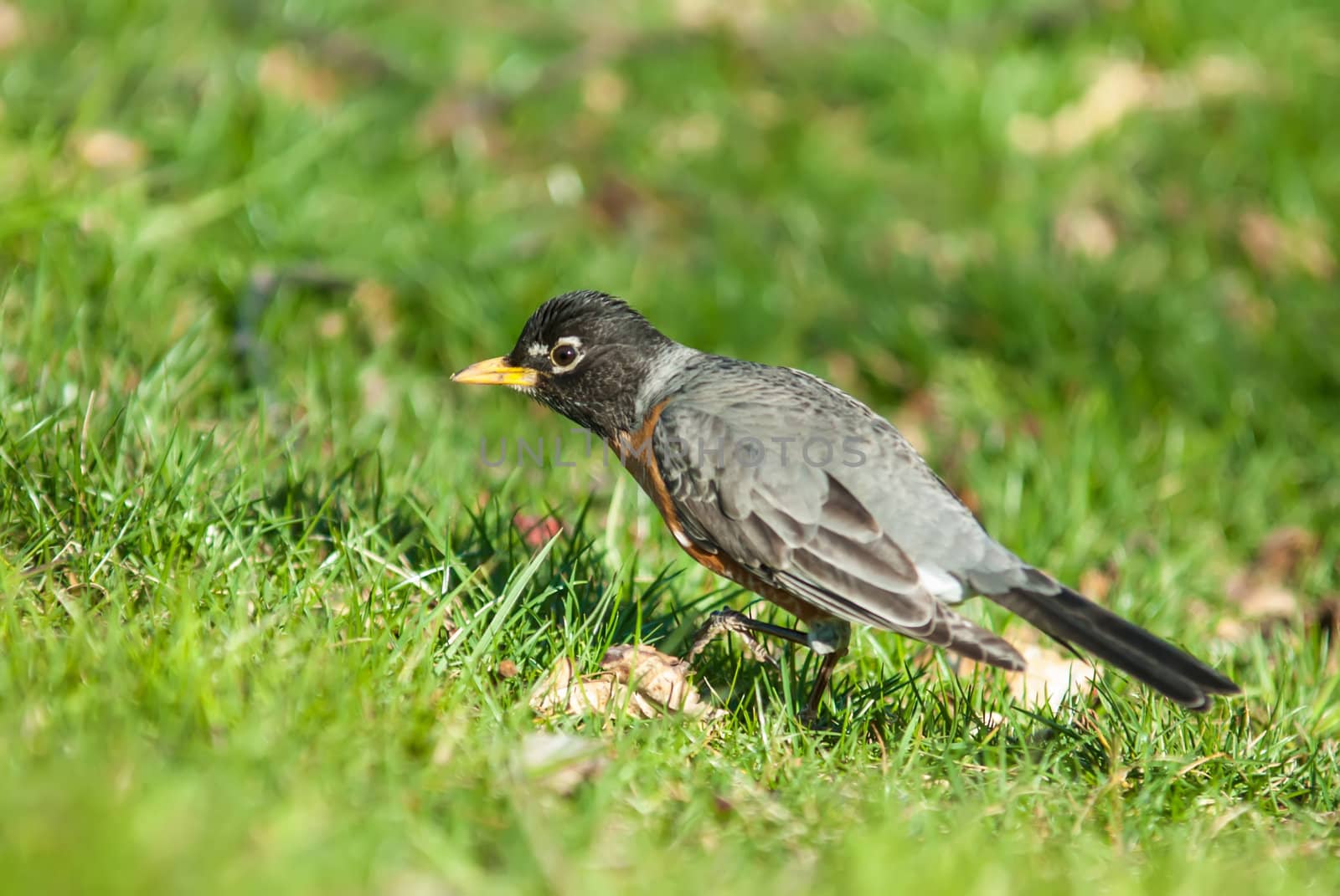 Robin bird on grassy lawn by digidreamgrafix