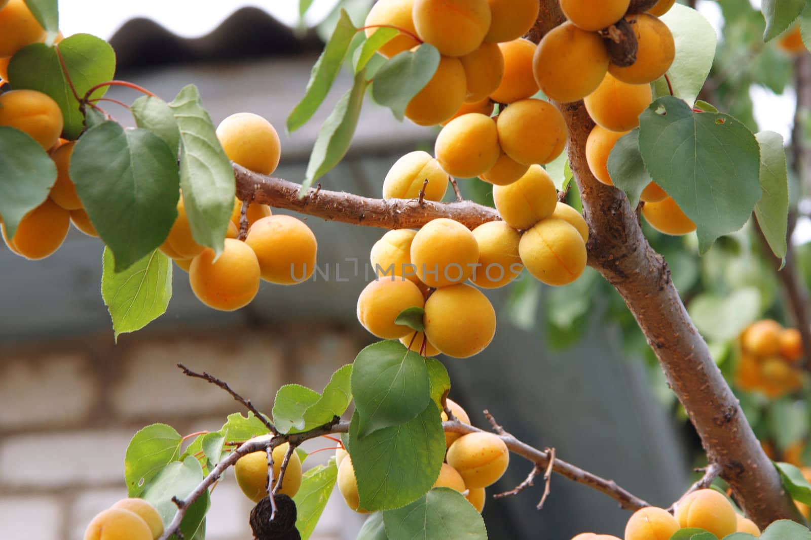 branches of the thee with apricots