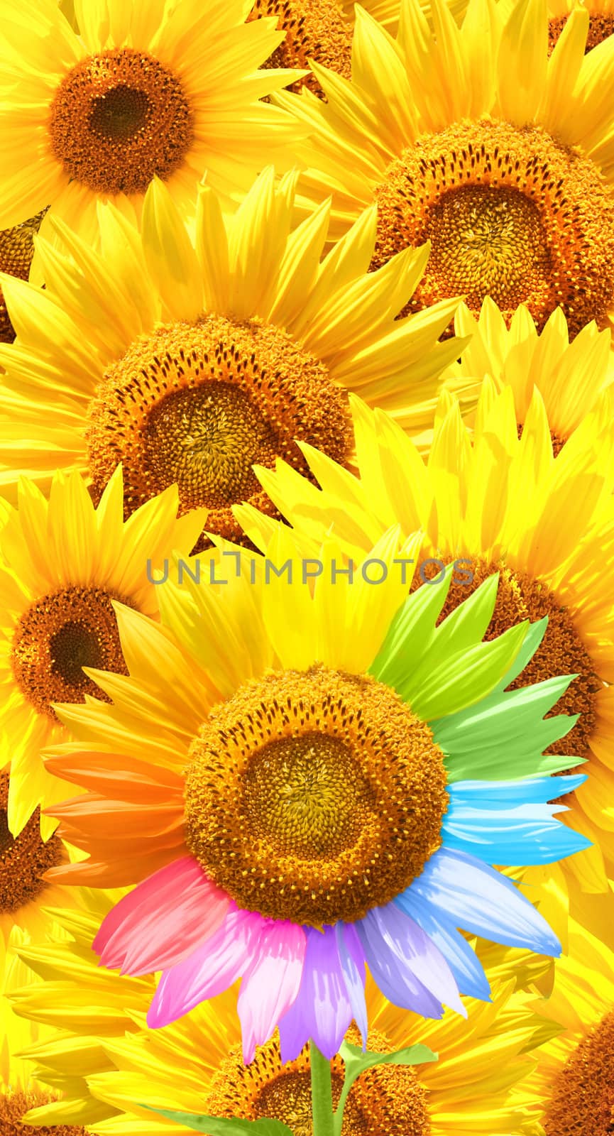 Sunflower painted in different colors