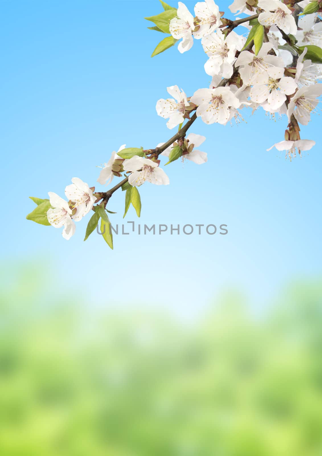 Flowers of cherry on blue sky