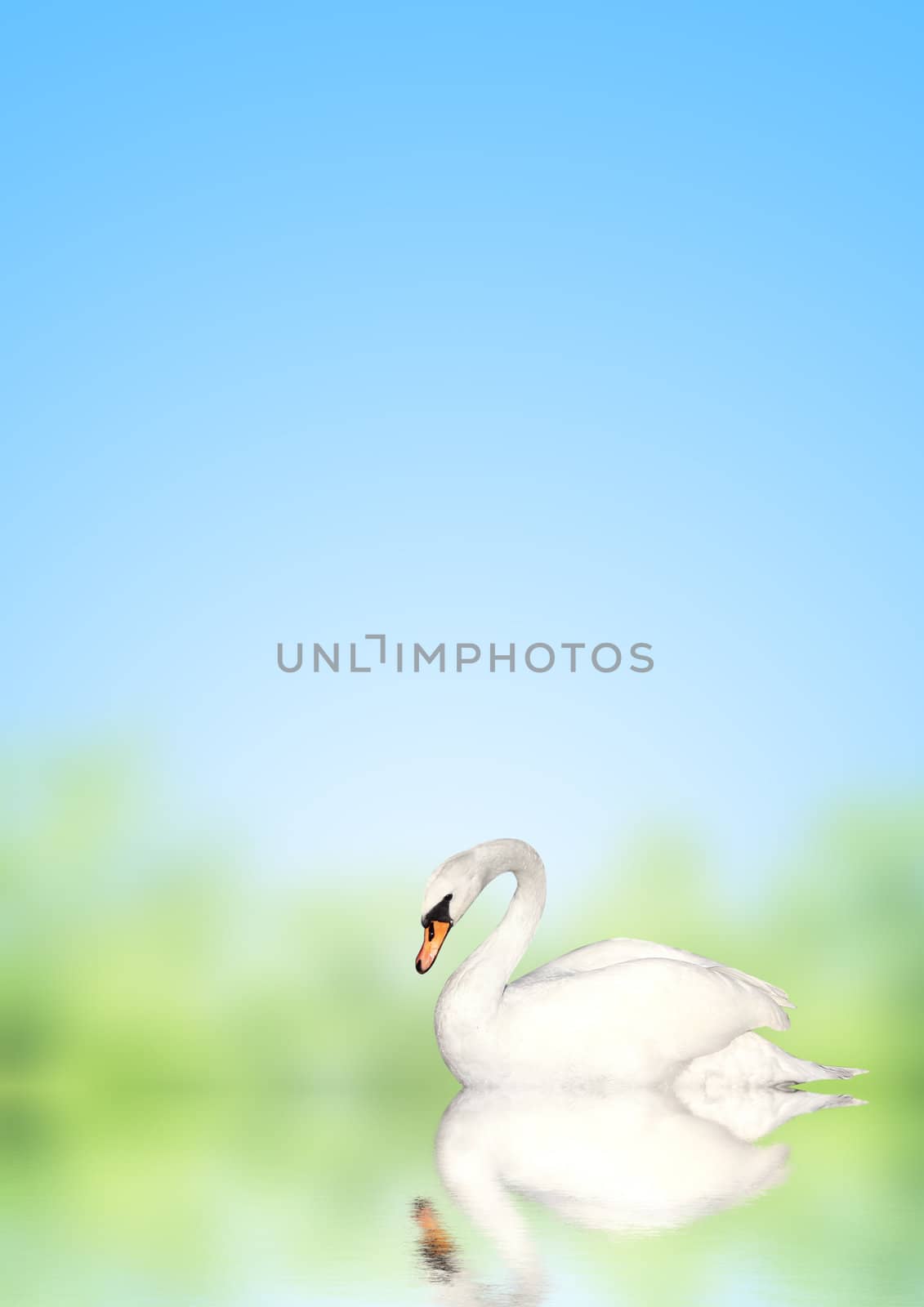 Mute swan on blue water