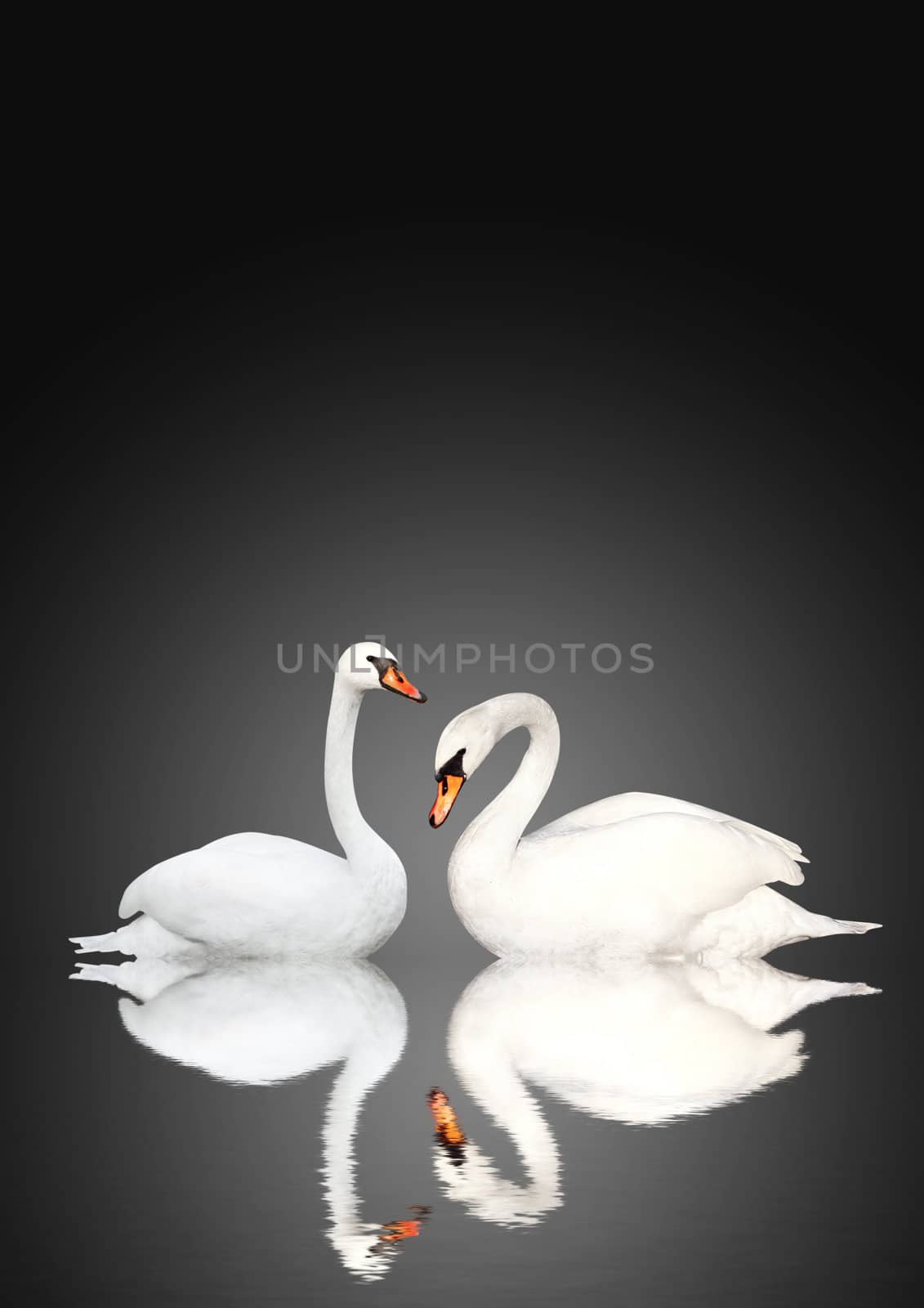 Two swans by frenta