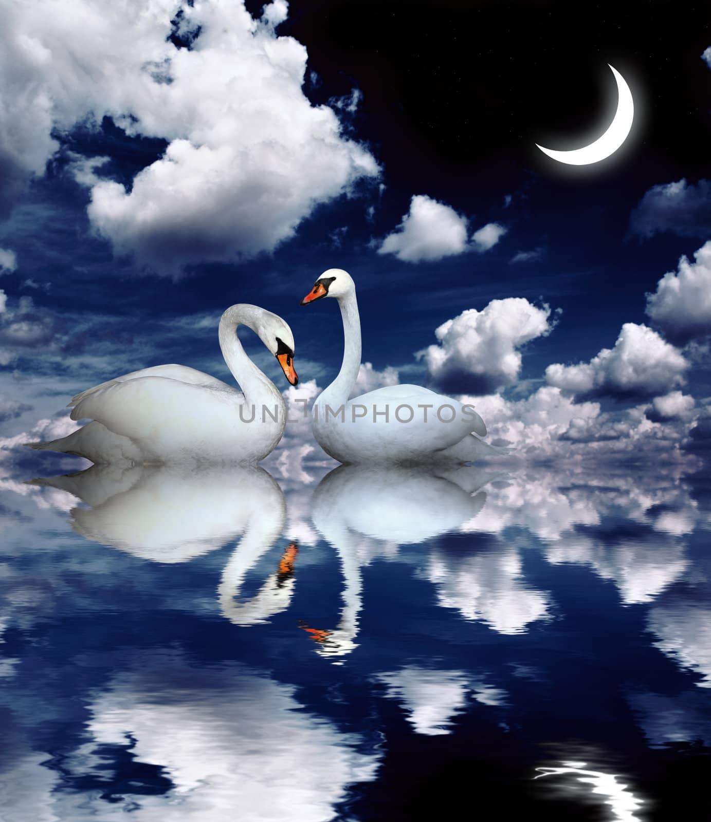 Two swans by frenta