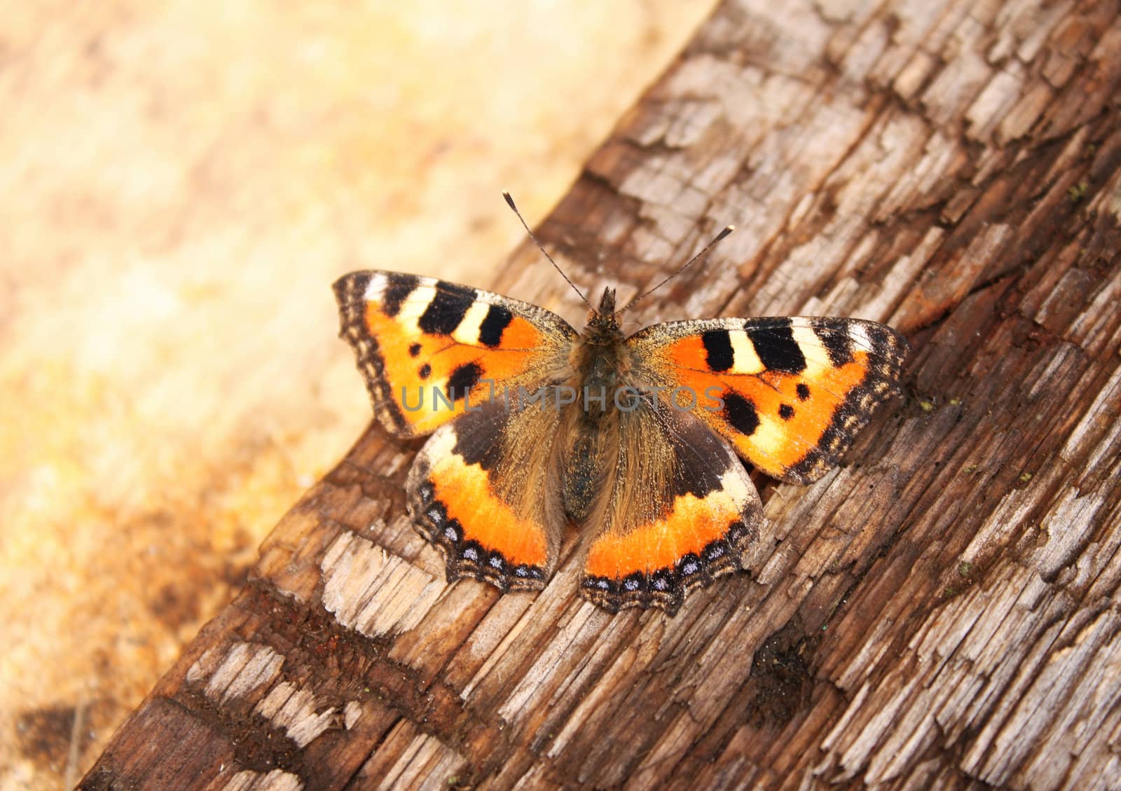 Butterfly on a wooden plank by frenta