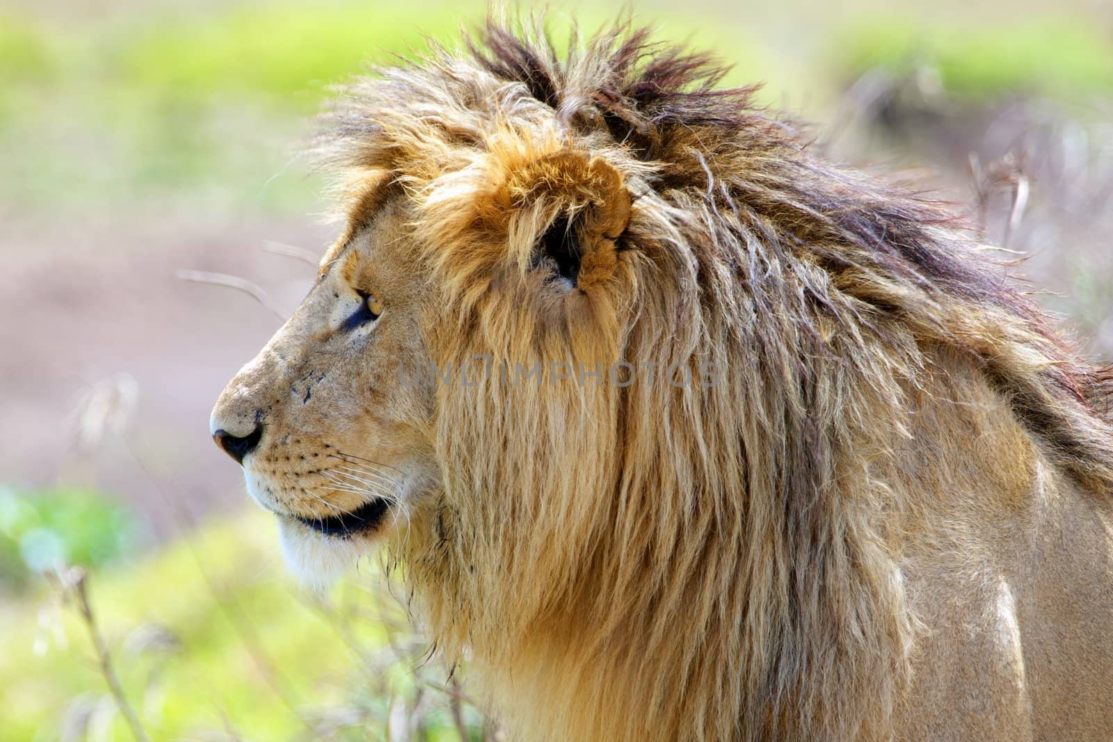 "Profile of a lion's head, with a majestic look"