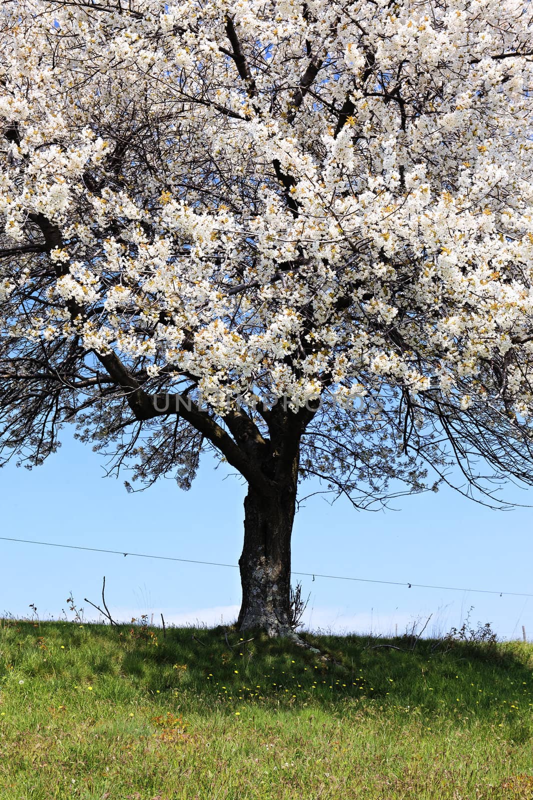 big white tree and blue sky in spring