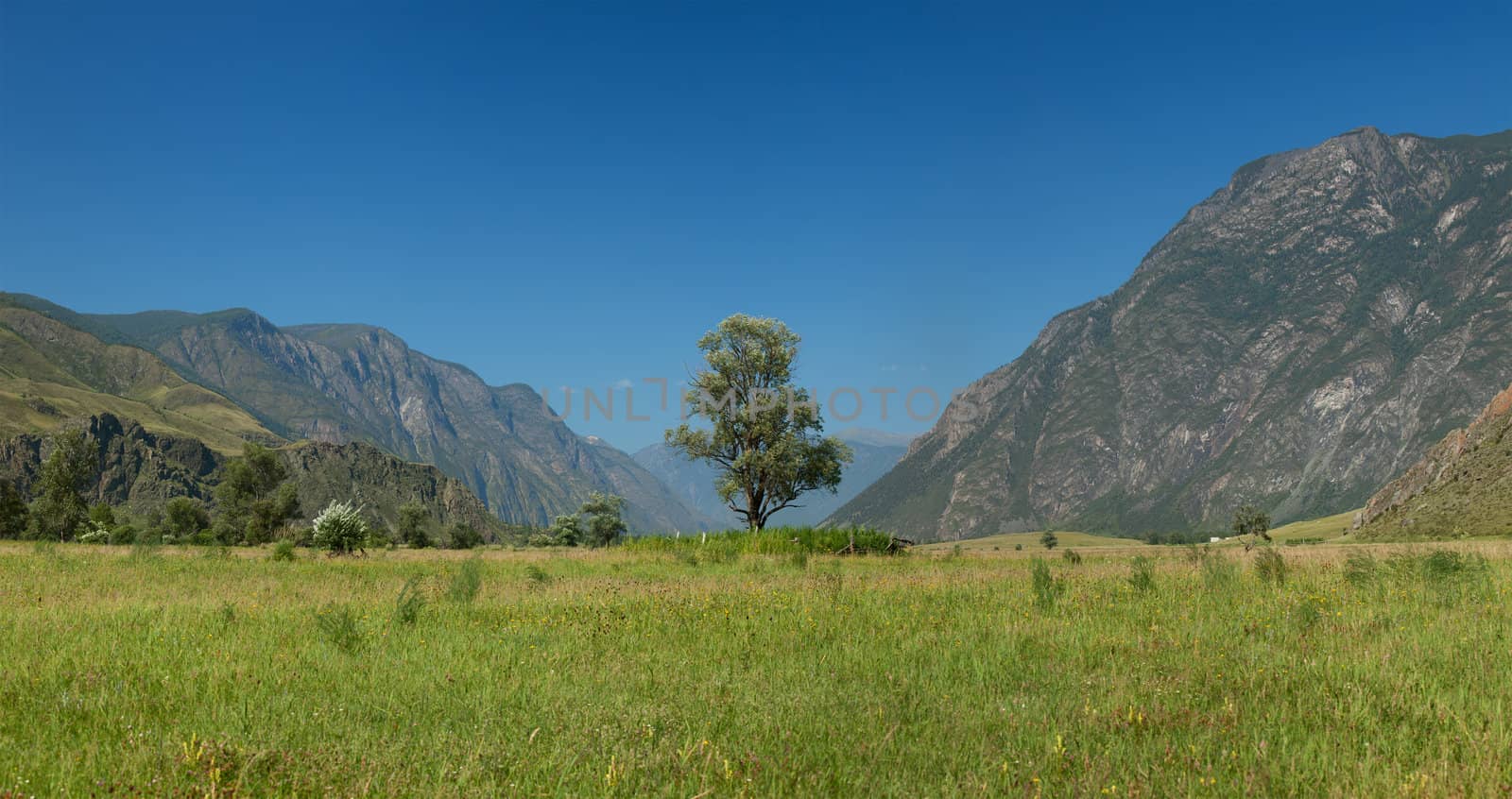 Lonely tree in mountains. Altai mountains. Russia