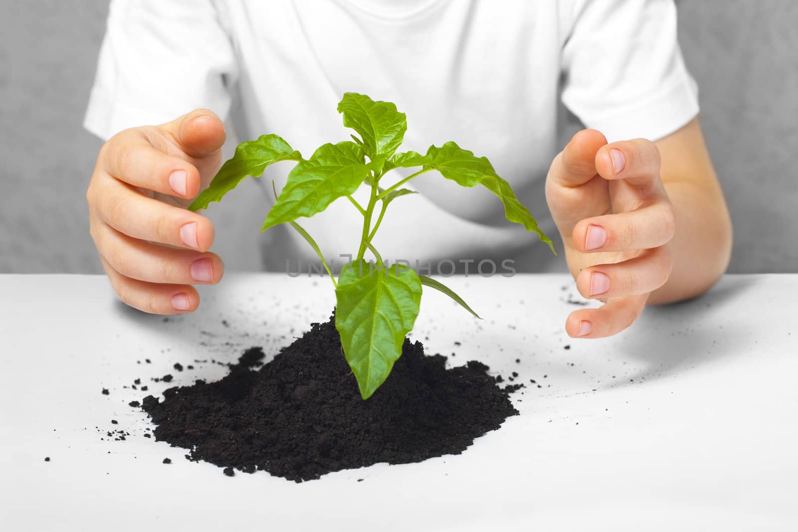 Small plant cupped in child's hands by anelina