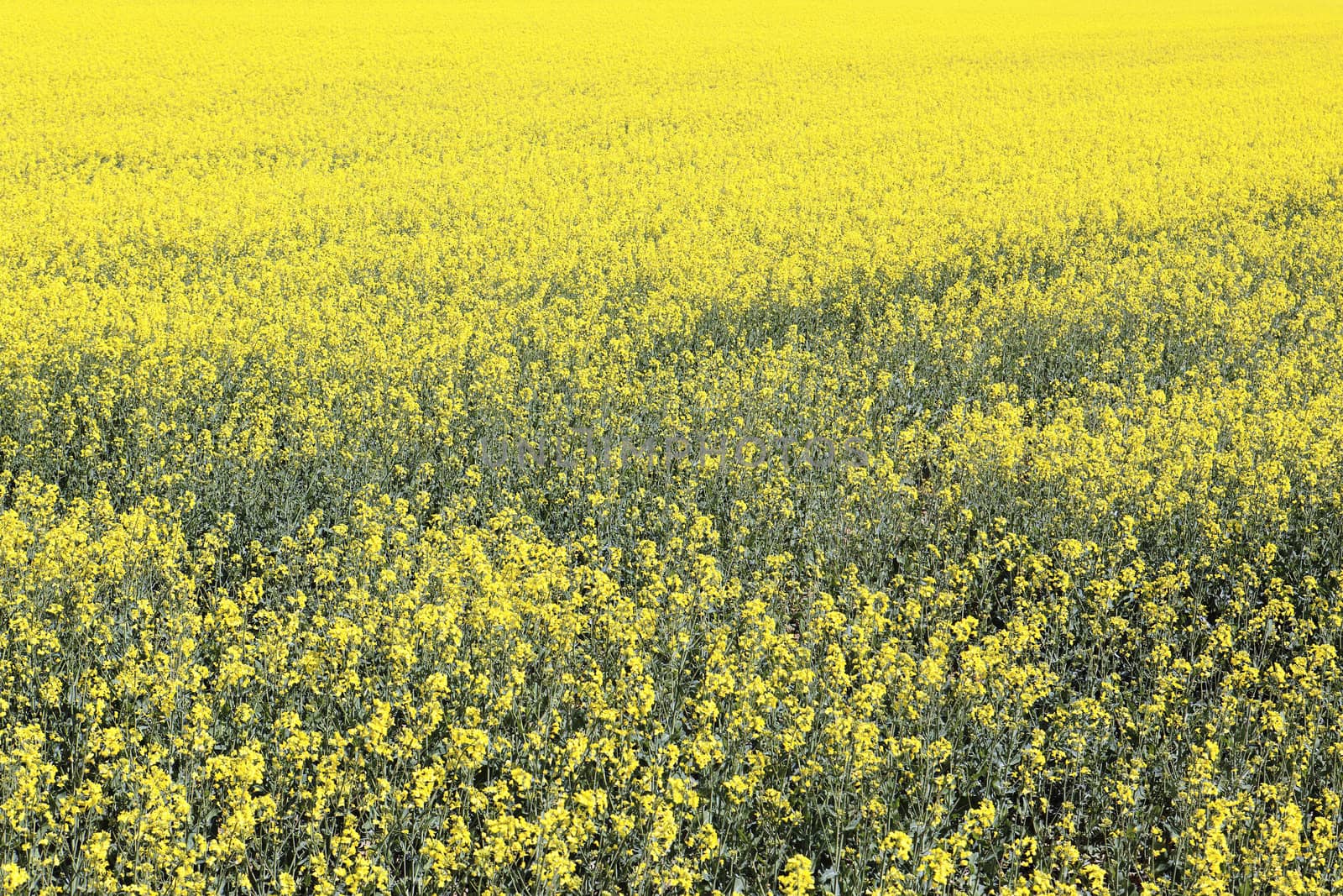 yellow rape field in french country in summer